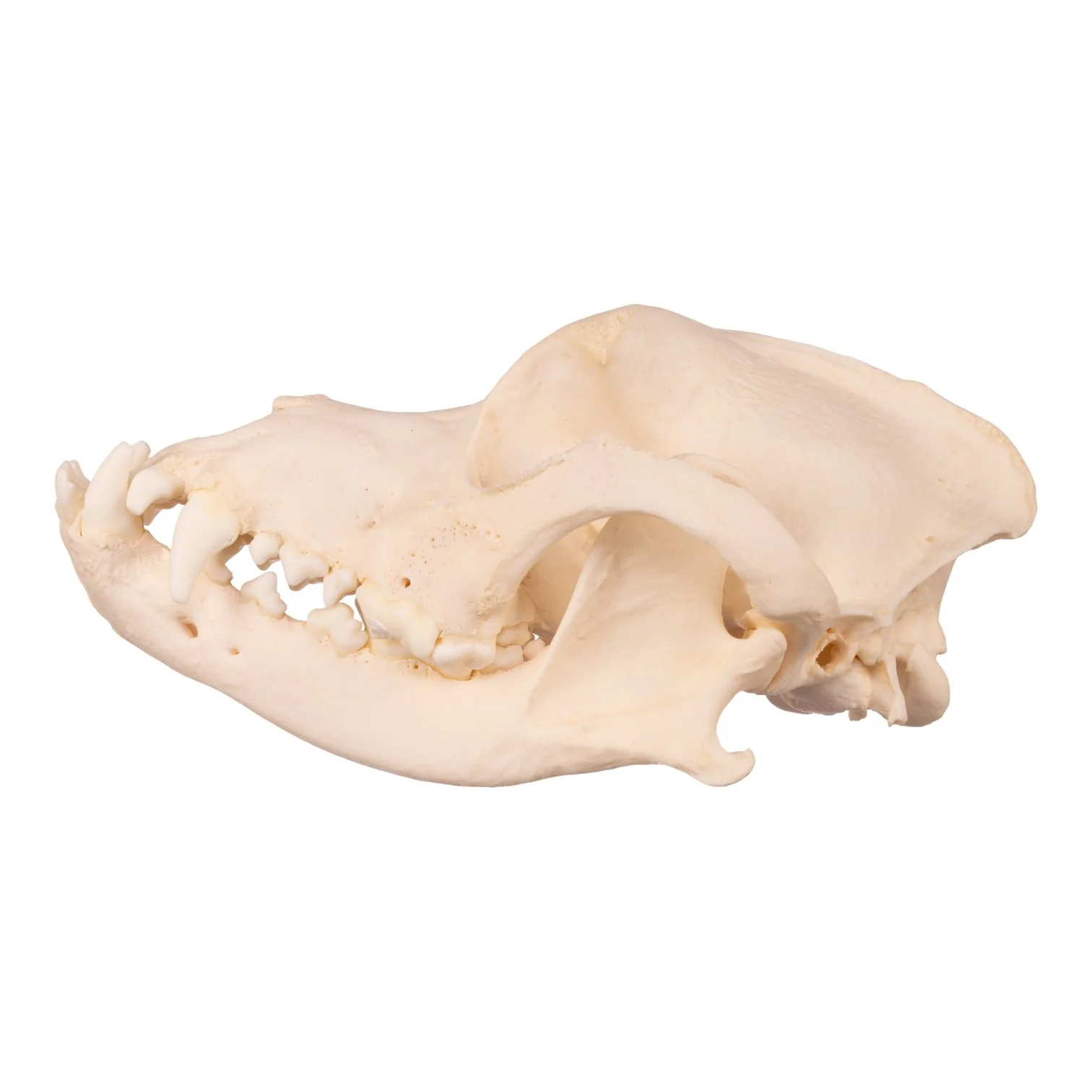 Real Domestic Dog Skull - Underbite - Image 4