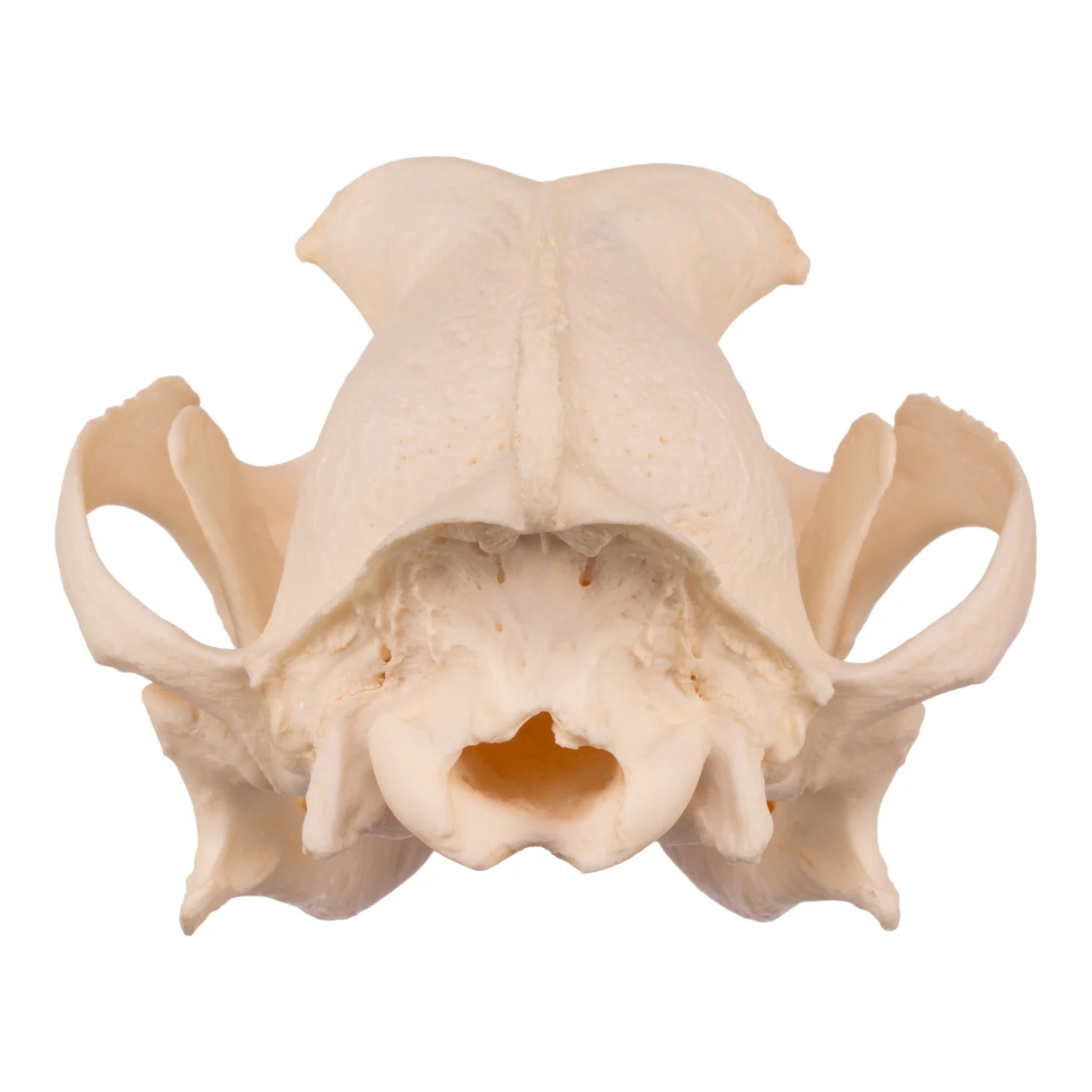 Real Domestic Dog Skull - Underbite - Image 5