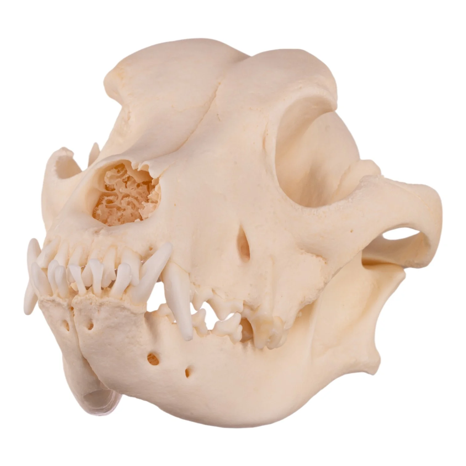 Real Domestic Dog Skull - Underbite - Image 6