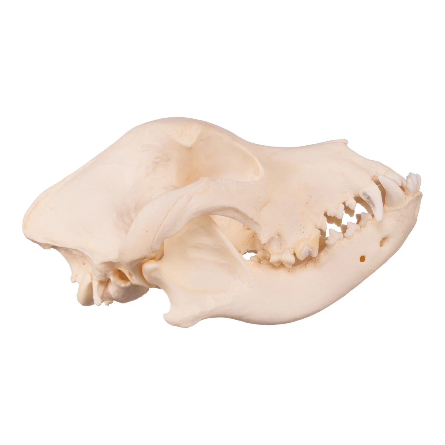 Real Domestic Dog Skull - Underbite - Image 7