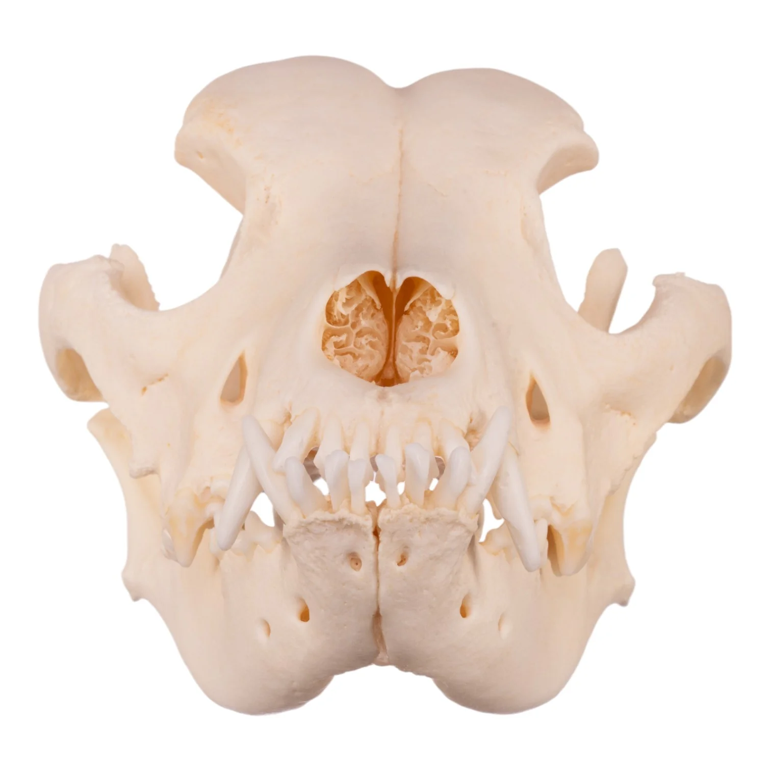 Real Domestic Dog Skull - Underbite - Image 8