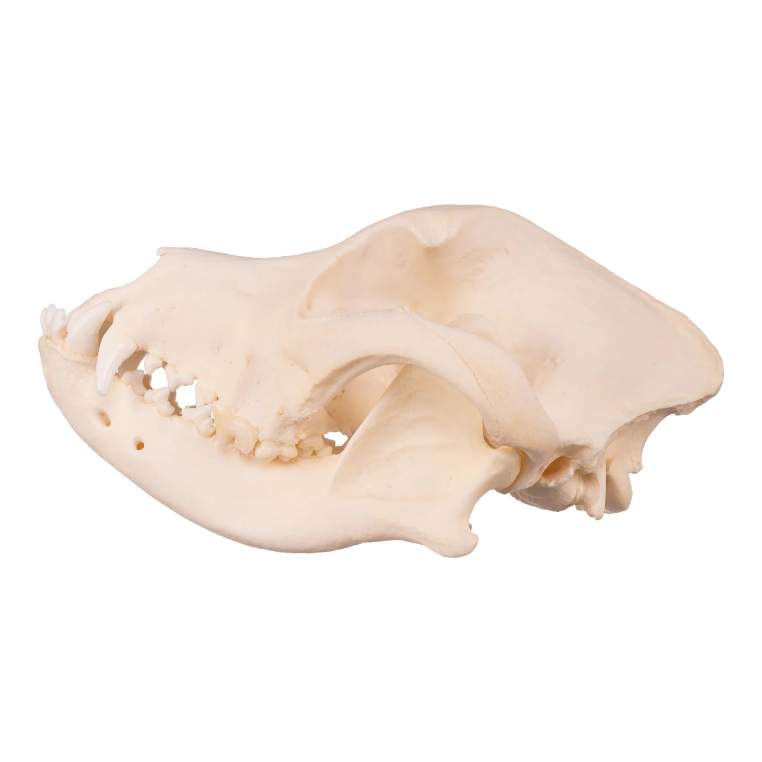 Real Domestic Dog Skull - Underbite - Image 9