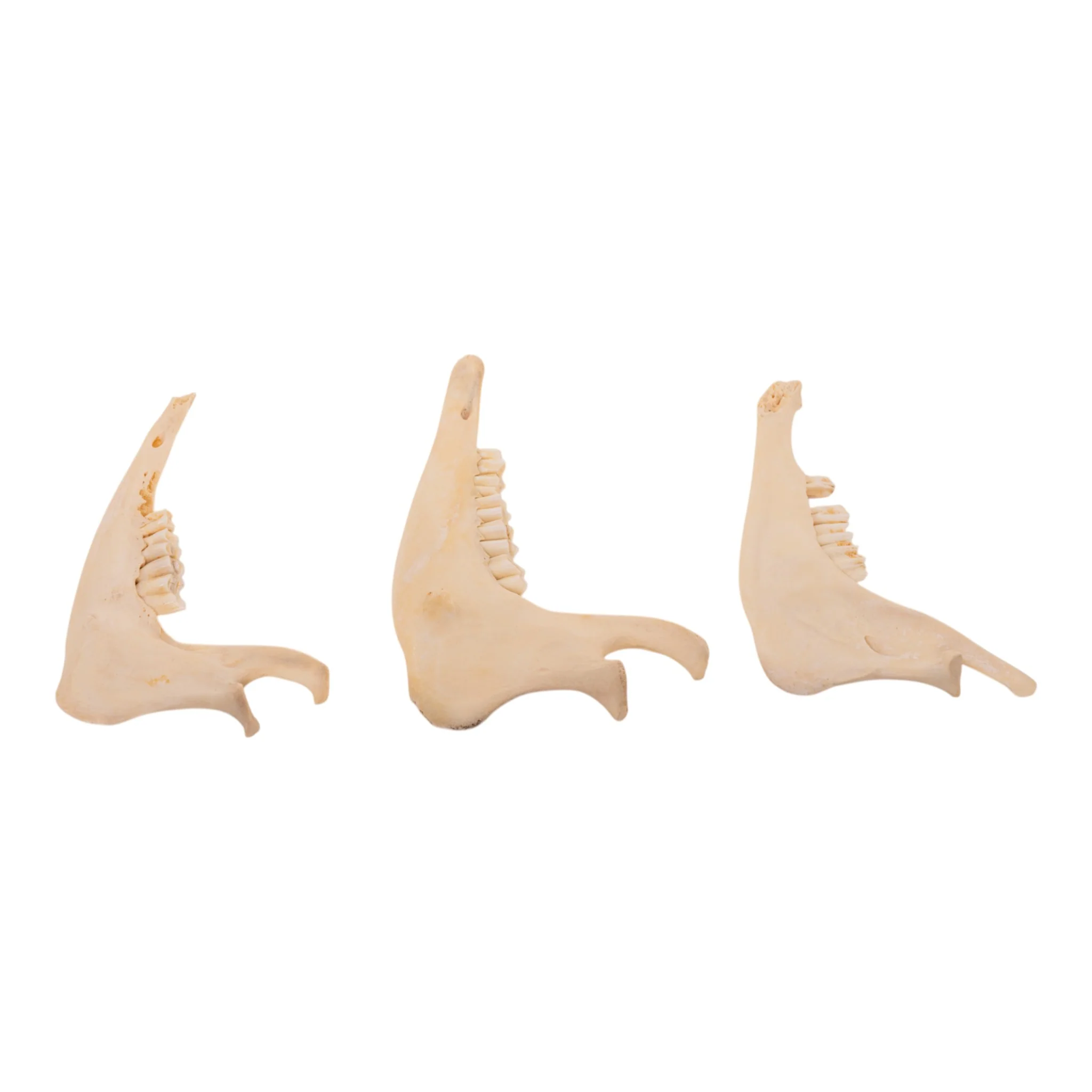 Real Domestic Goat Half Jaw - Image 2