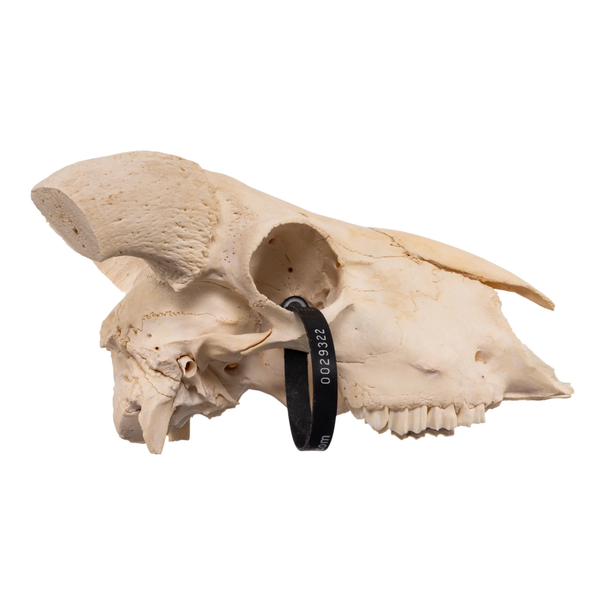 Real Domestic Goat Skull - Image 2