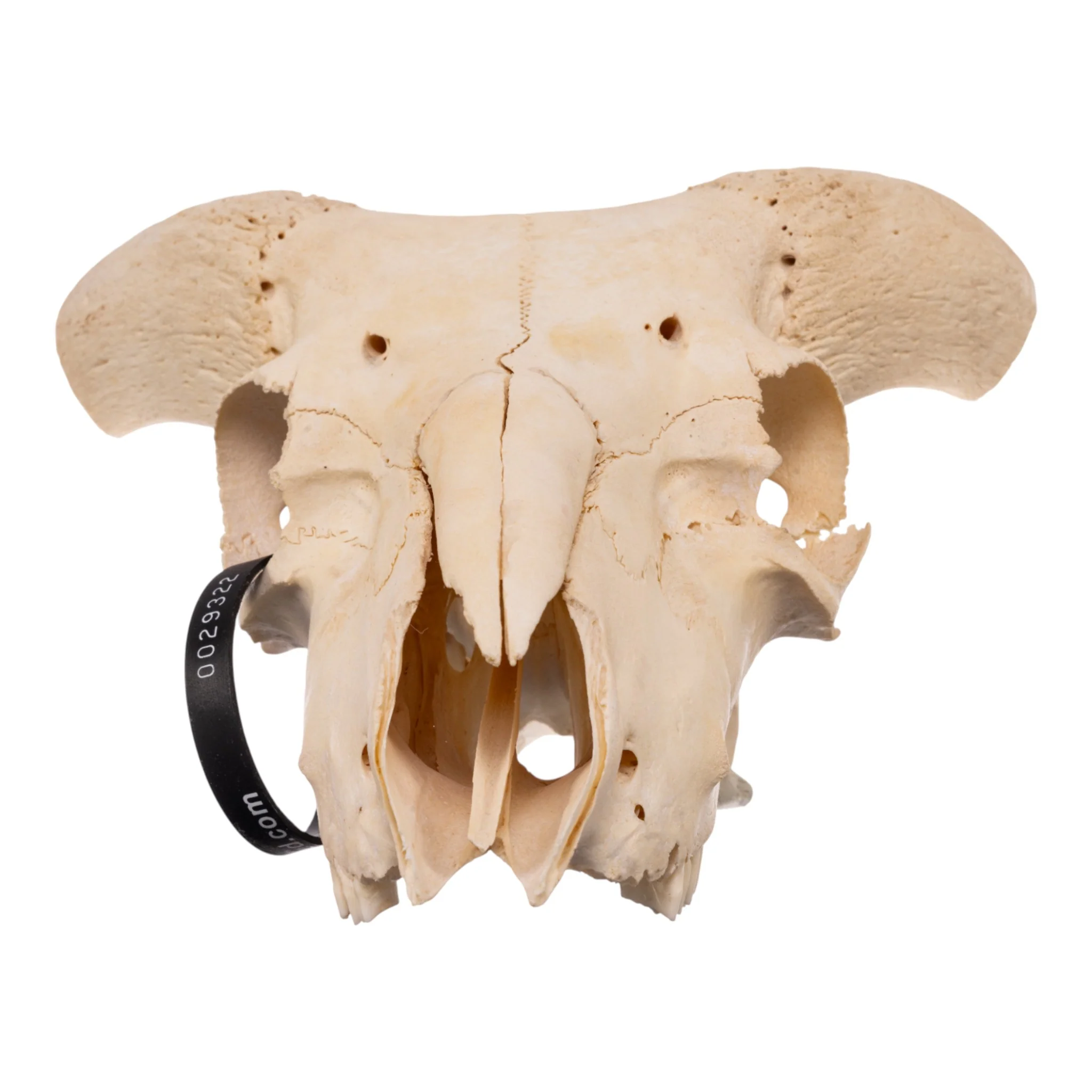 Real Domestic Goat Skull - Image 3