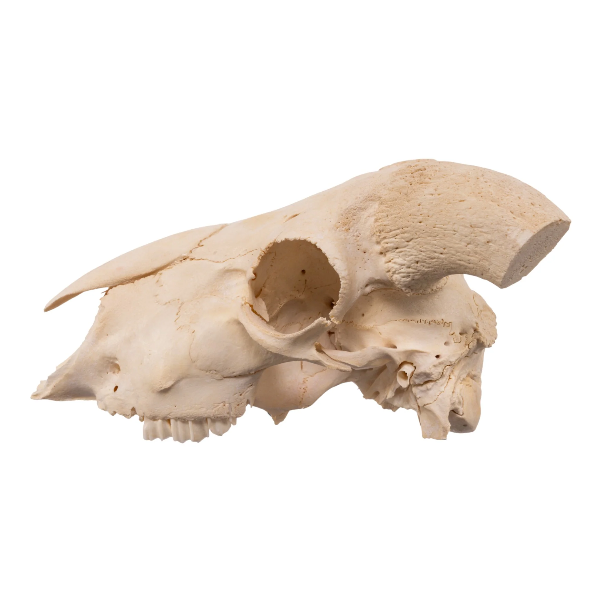 Real Domestic Goat Skull - Image 4