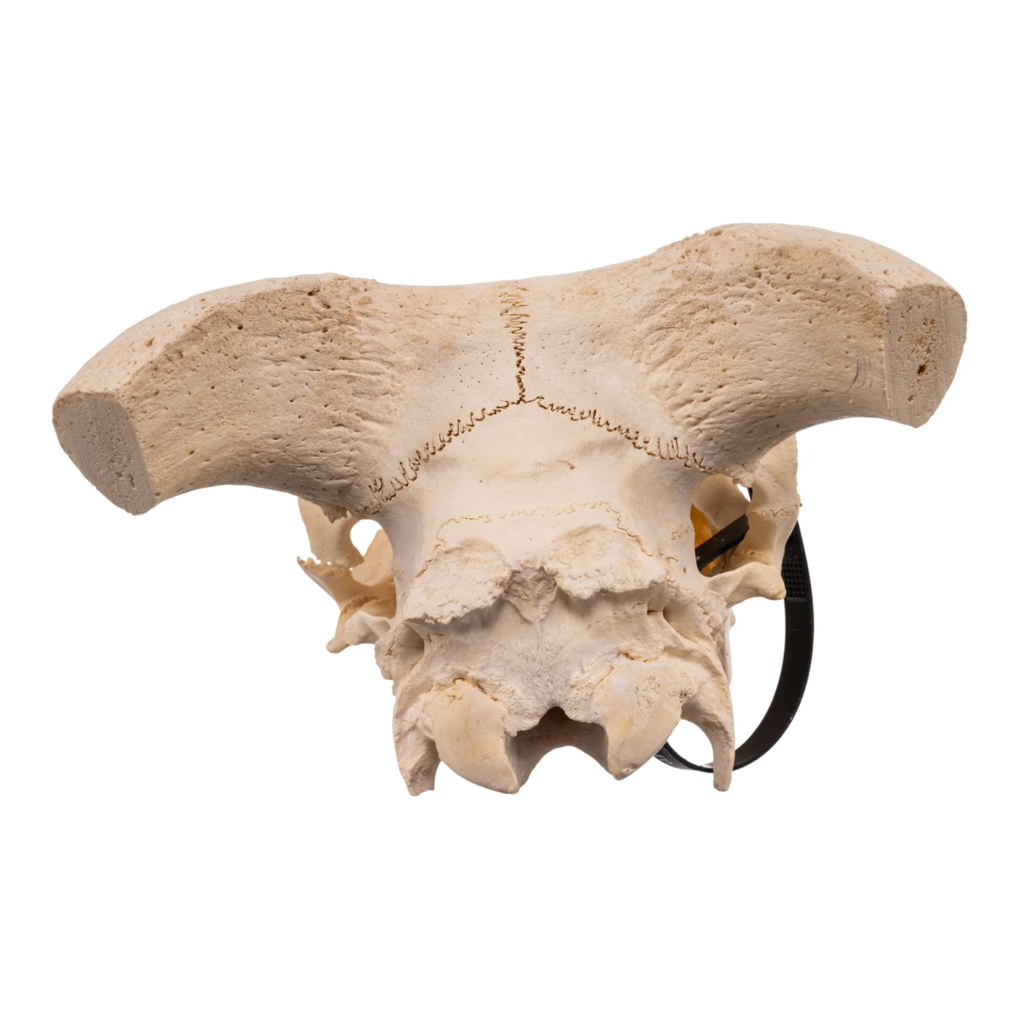 Real Domestic Goat Skull - Image 5