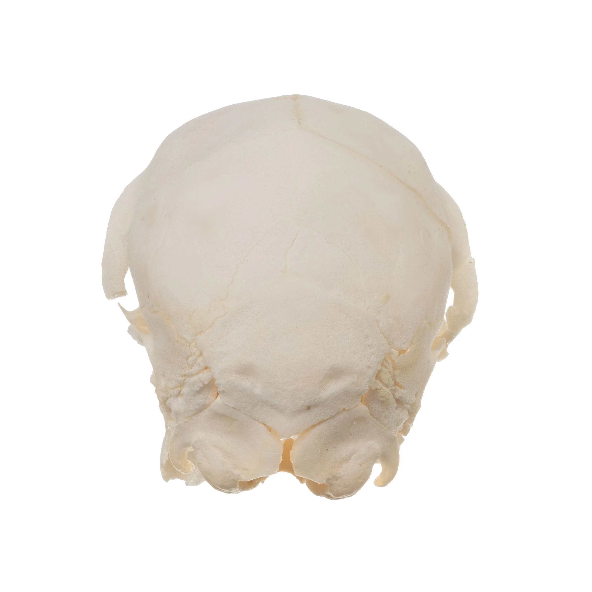 Real Domestic Goat Skull - Fetal - Image 10