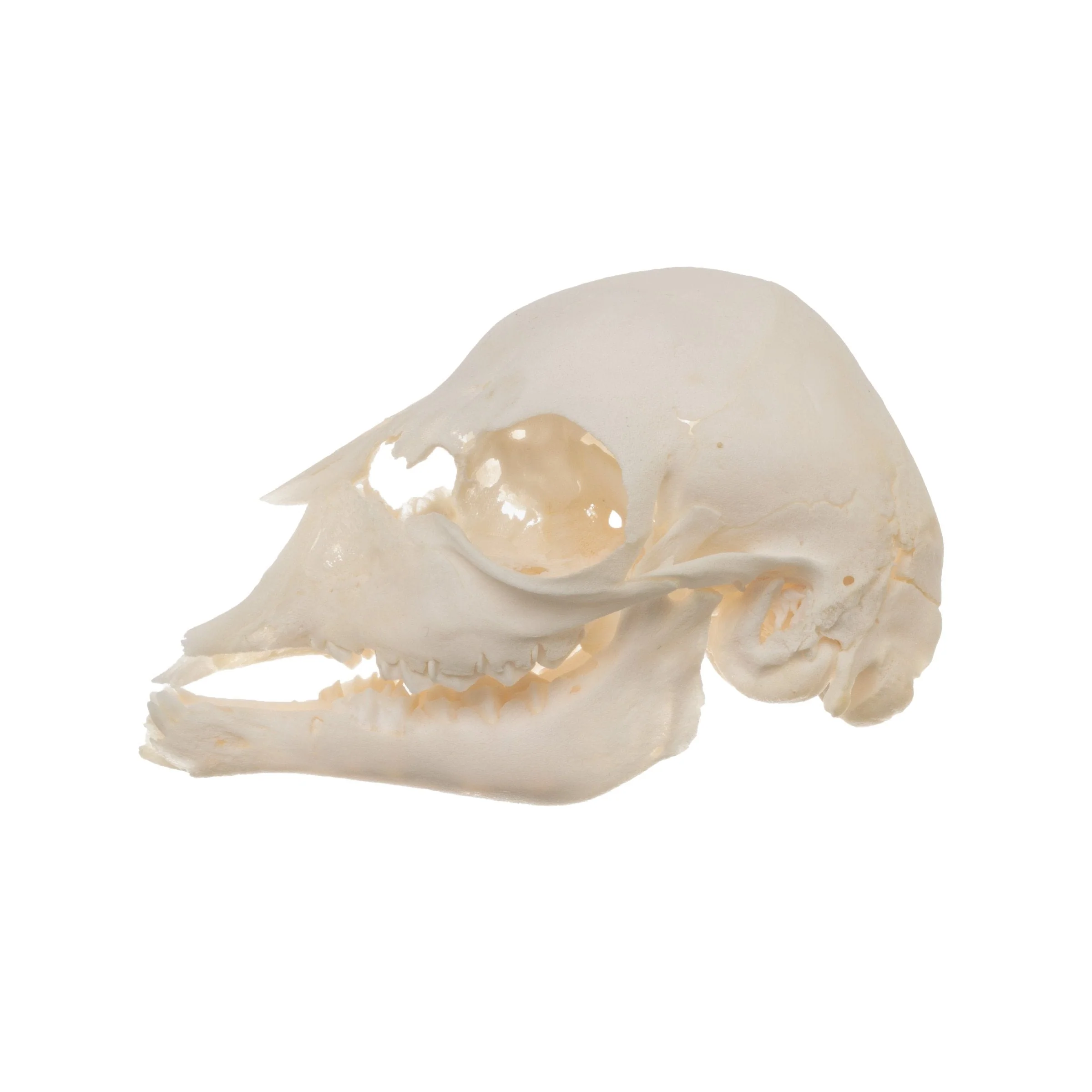 Real Domestic Goat Skull - Fetal - Image 4