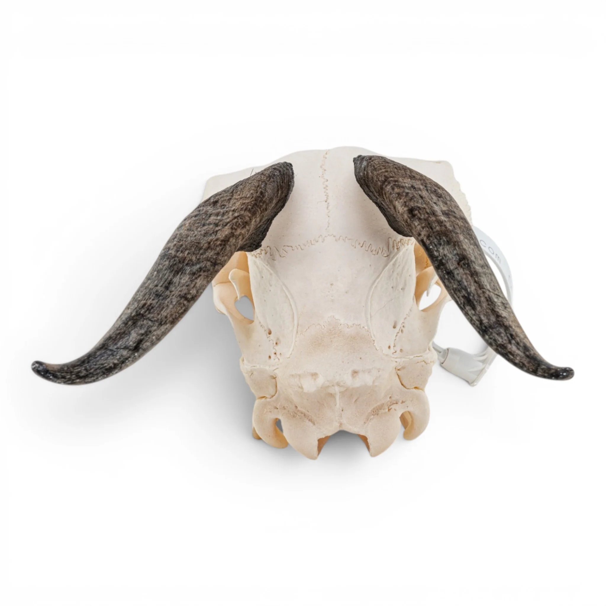 Real Domestic Goat Skull - Impaired - Image 5