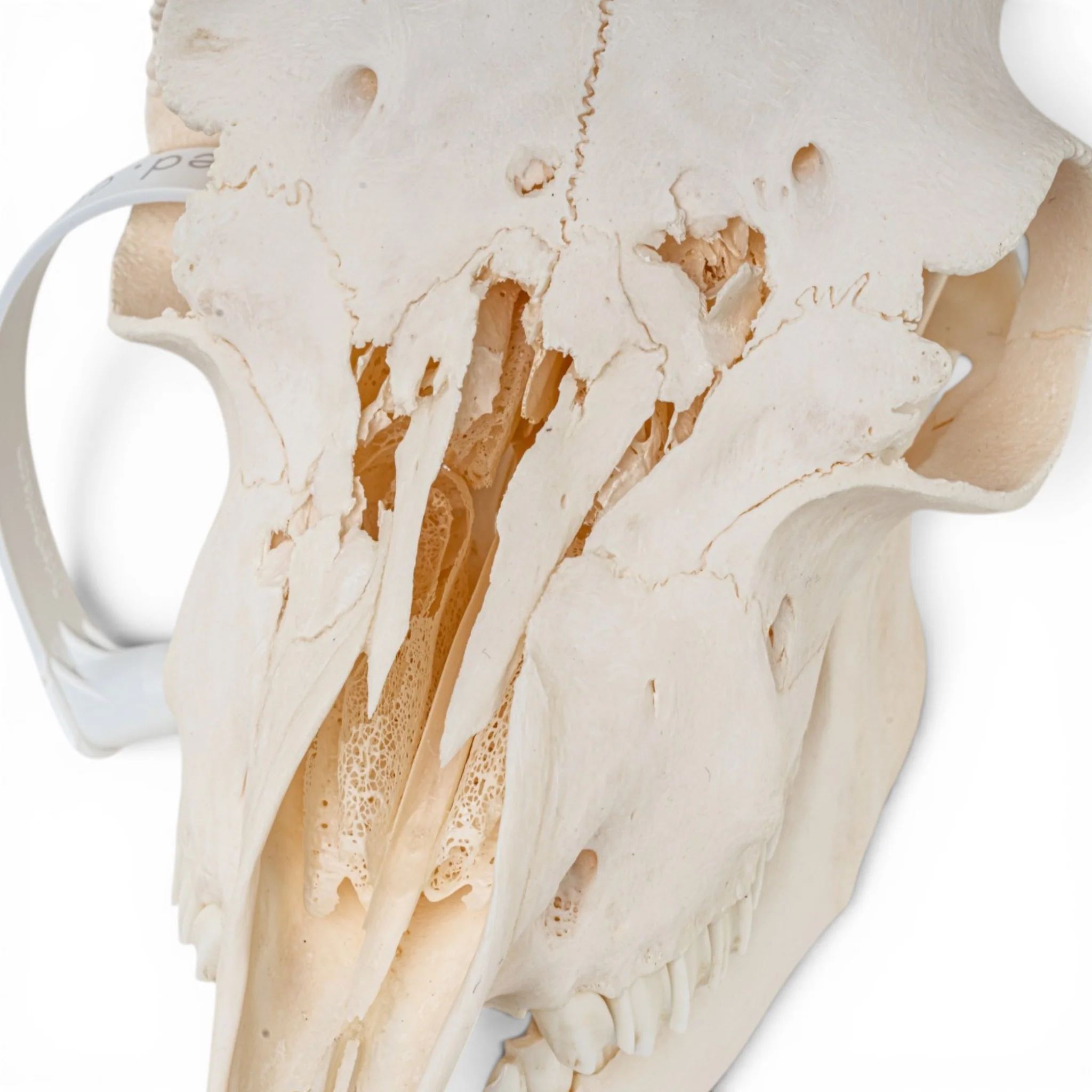 Real Domestic Goat Skull - Impaired - Image 6