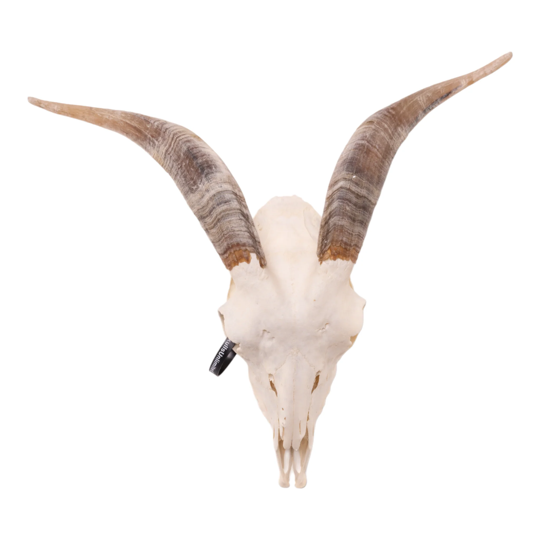 Real Domestic Goat Skull - Large (Single) - Image 3