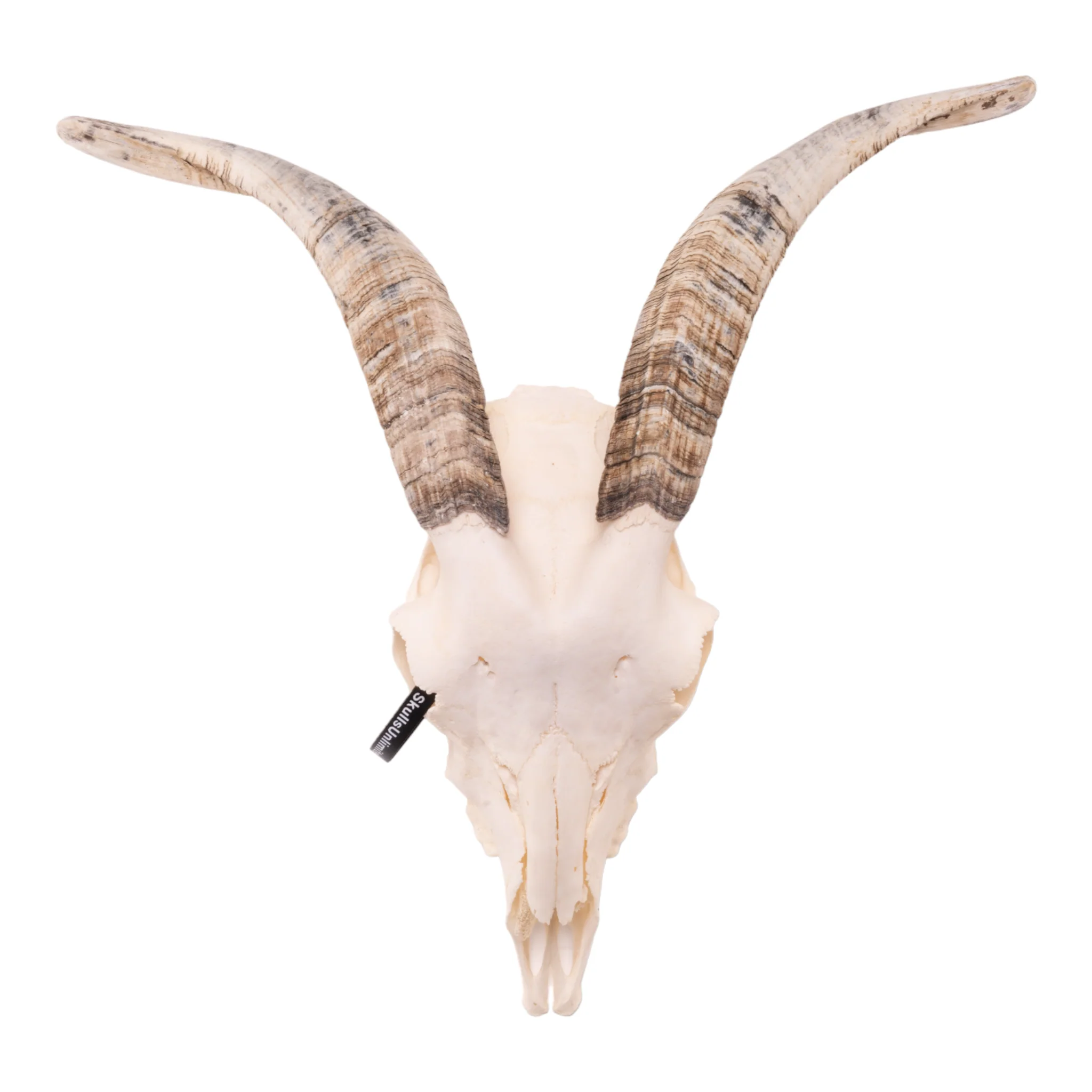Real Domestic Goat Skull - Medium (Single) - Image 2