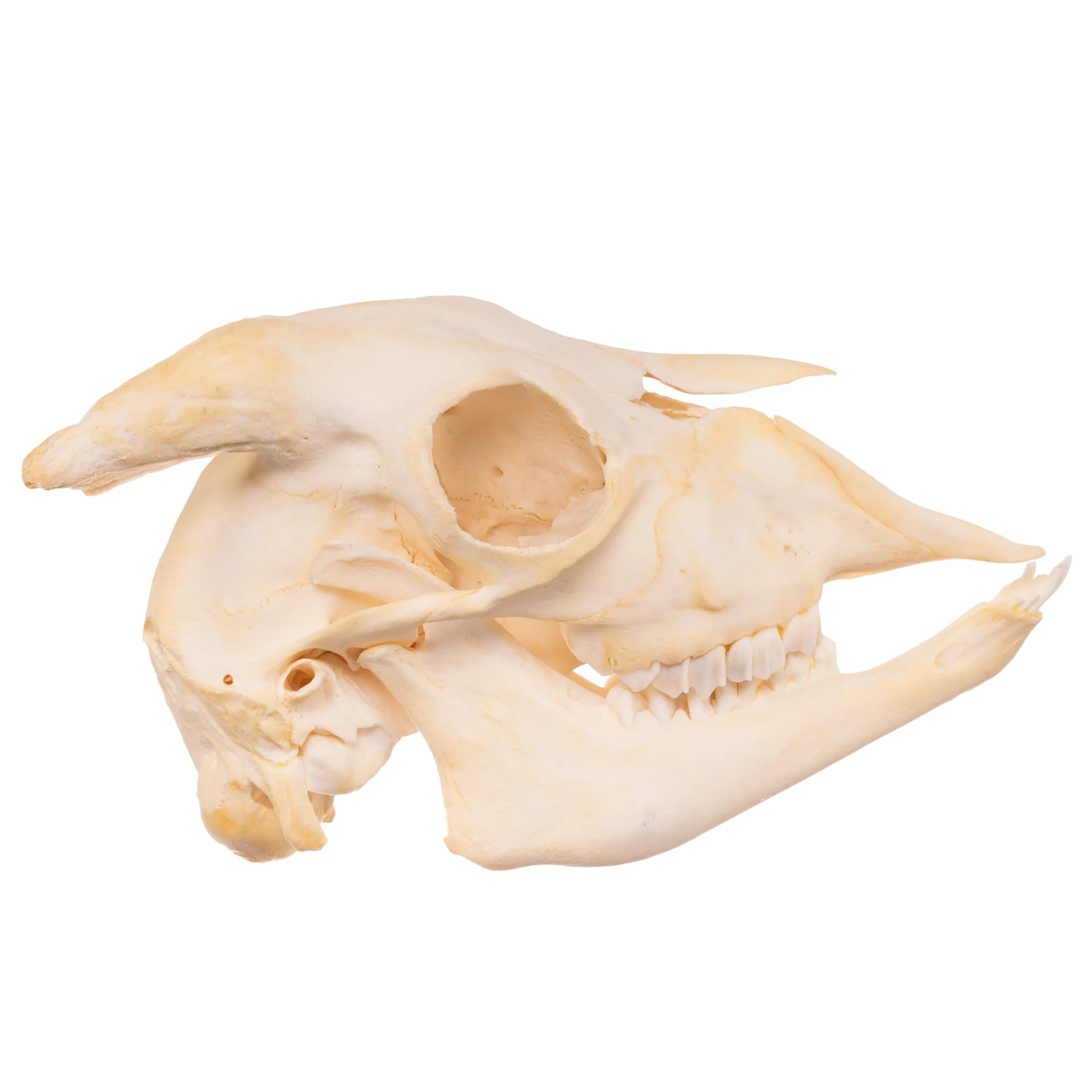 Real Domestic Goat Skull - Adolescent - Image 2