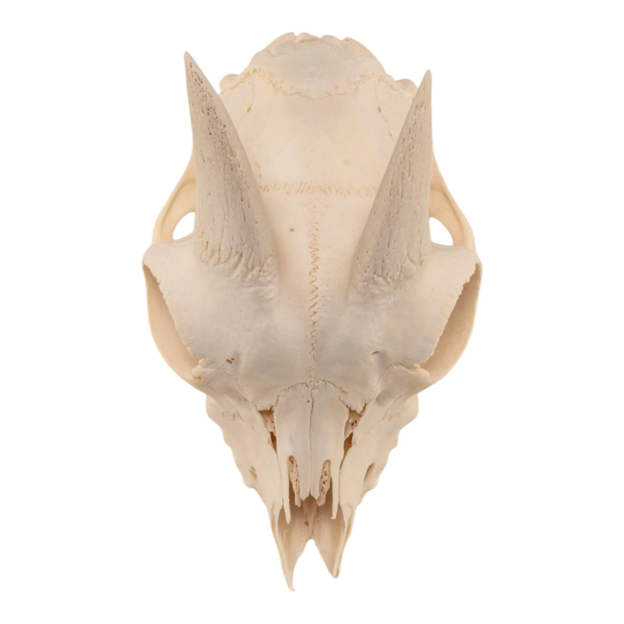 Real Domestic Goat Skull Without Horns - Damaged - Image 2