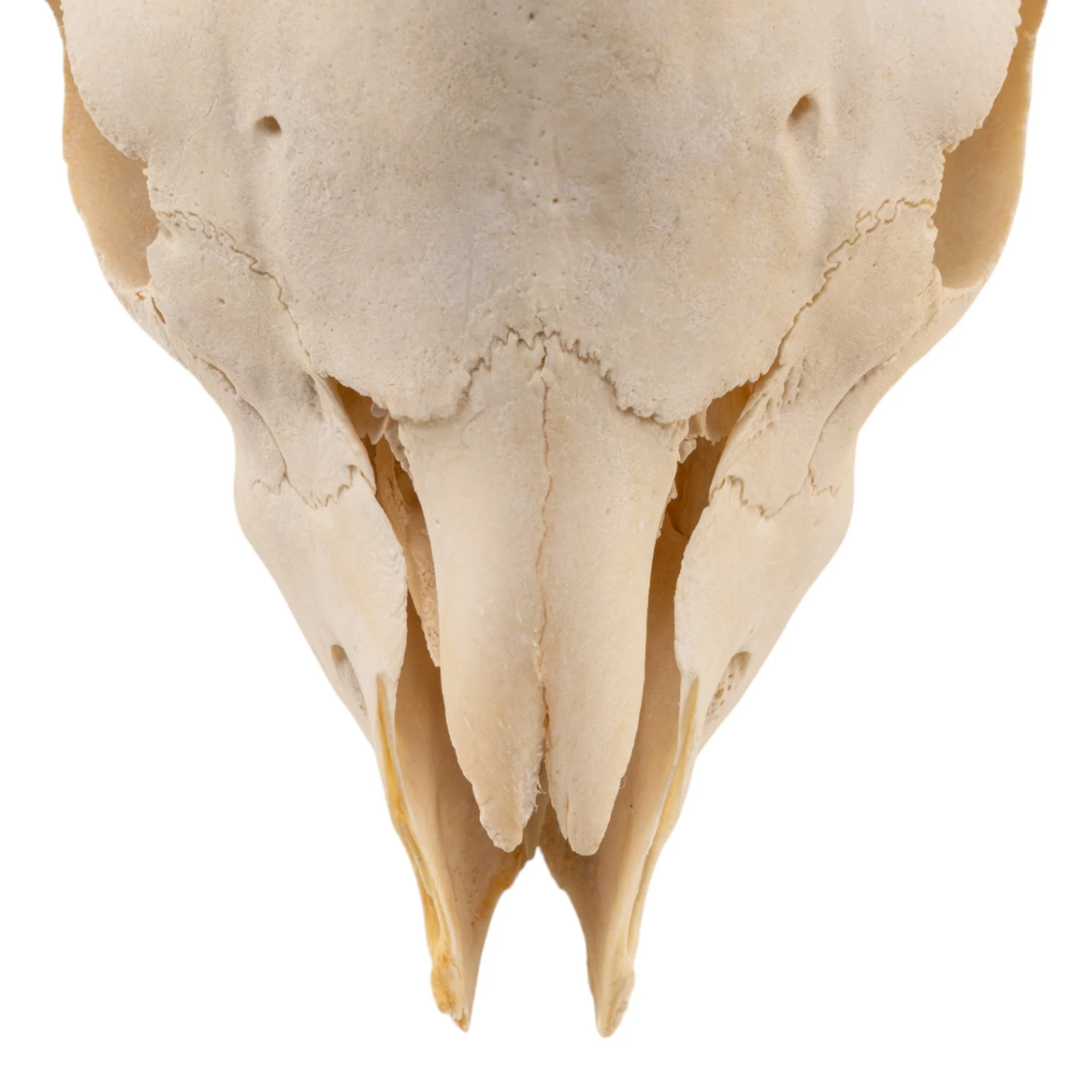 Real Domestic Goat Skull Without Horns - Damaged - Image 3