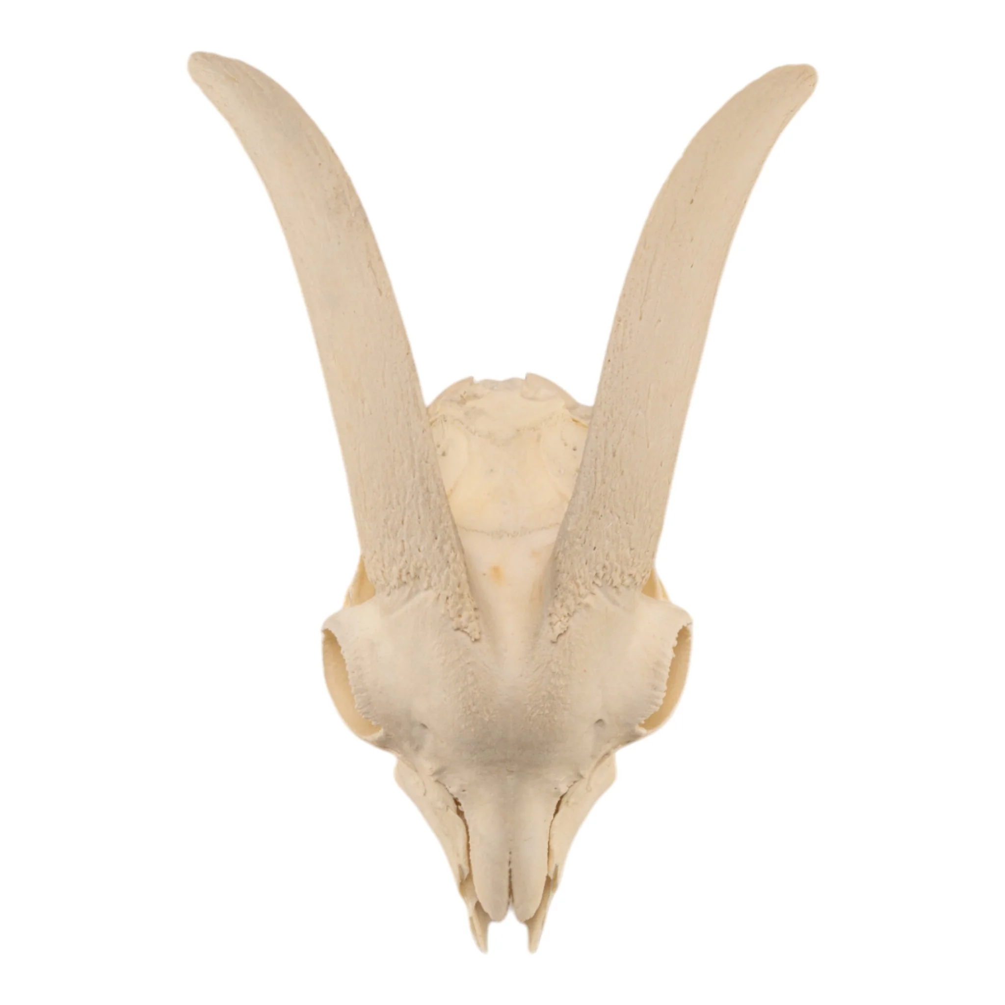 Real Domestic Goat Skull Without Horns - Damaged - Image 4