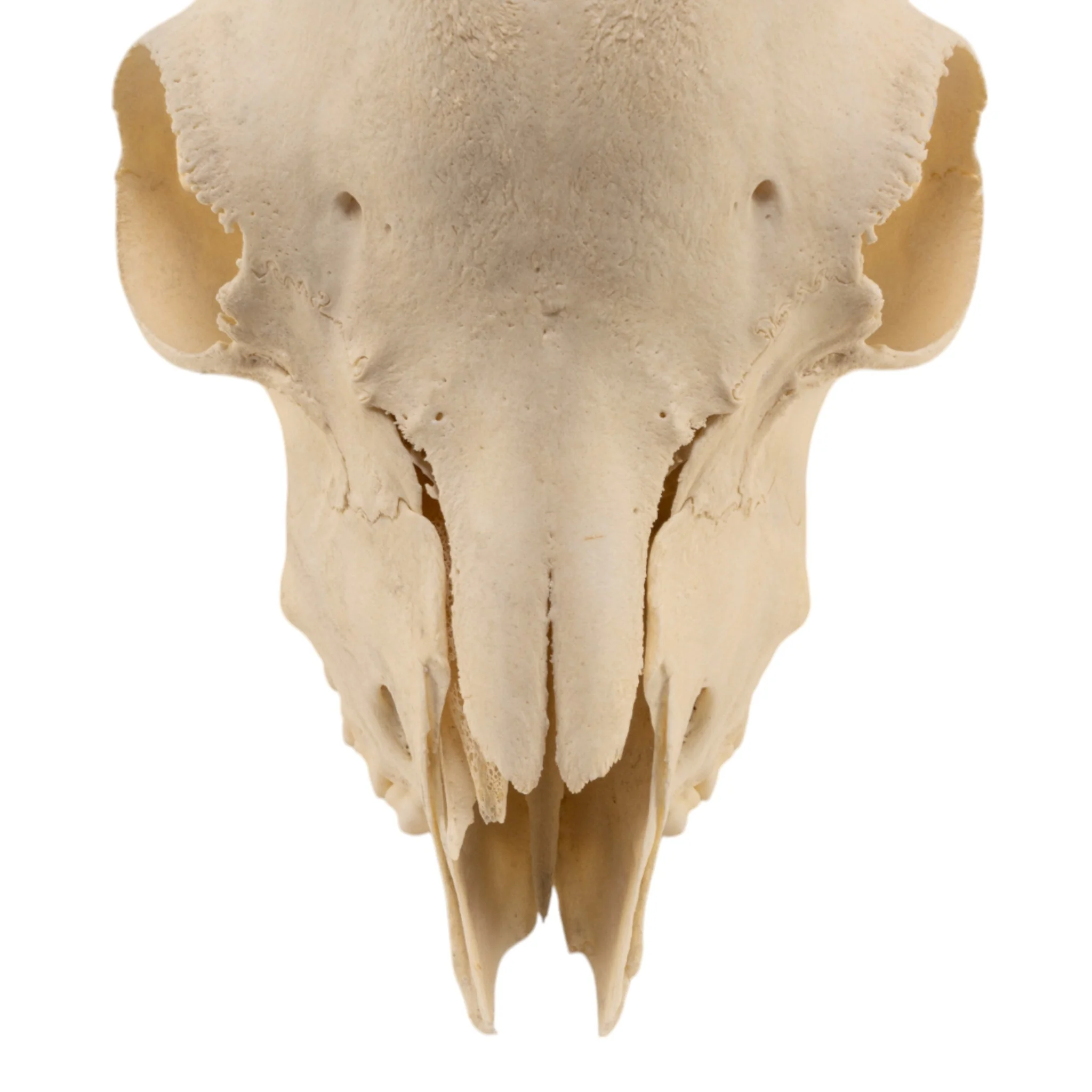 Real Domestic Goat Skull Without Horns - Damaged - Image 5