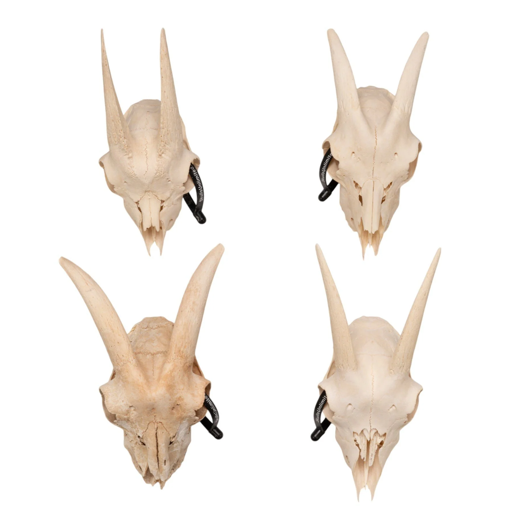 Real Domestic Goat Skull Without Horns - Damaged - Image 6