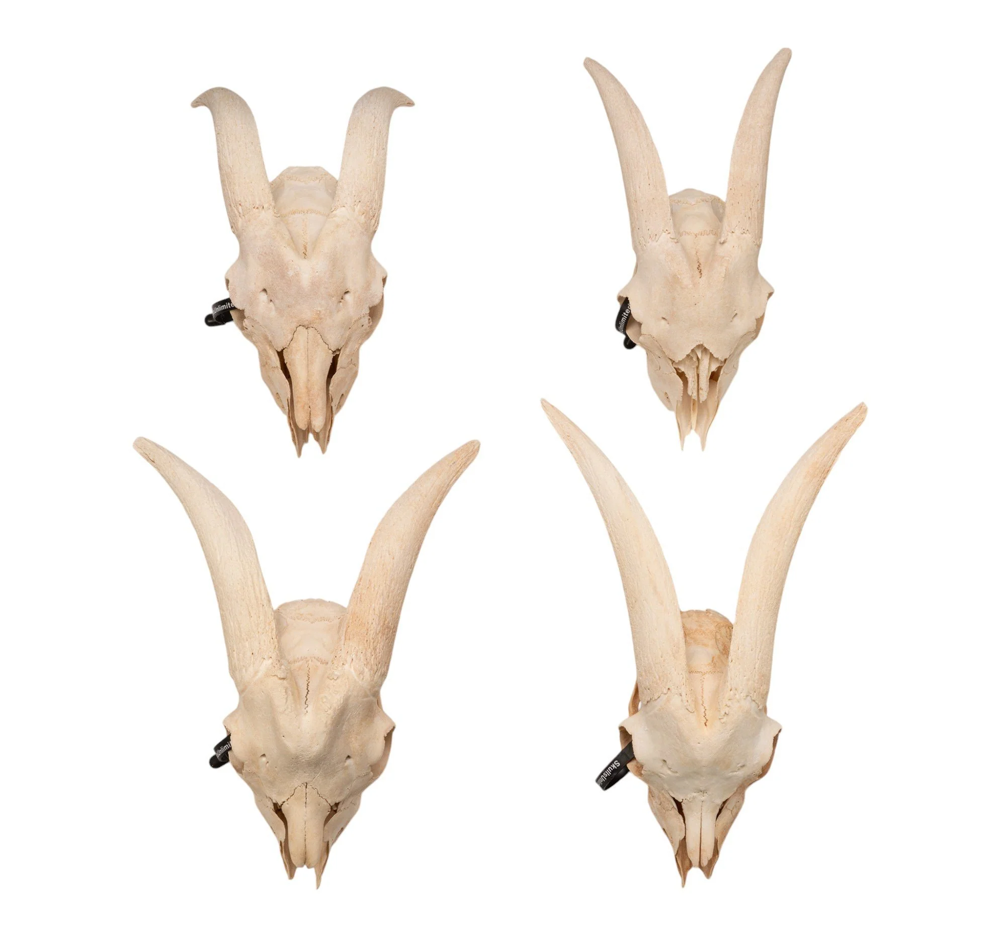 Real Domestic Goat Skull Without Horns - Damaged - Image 7