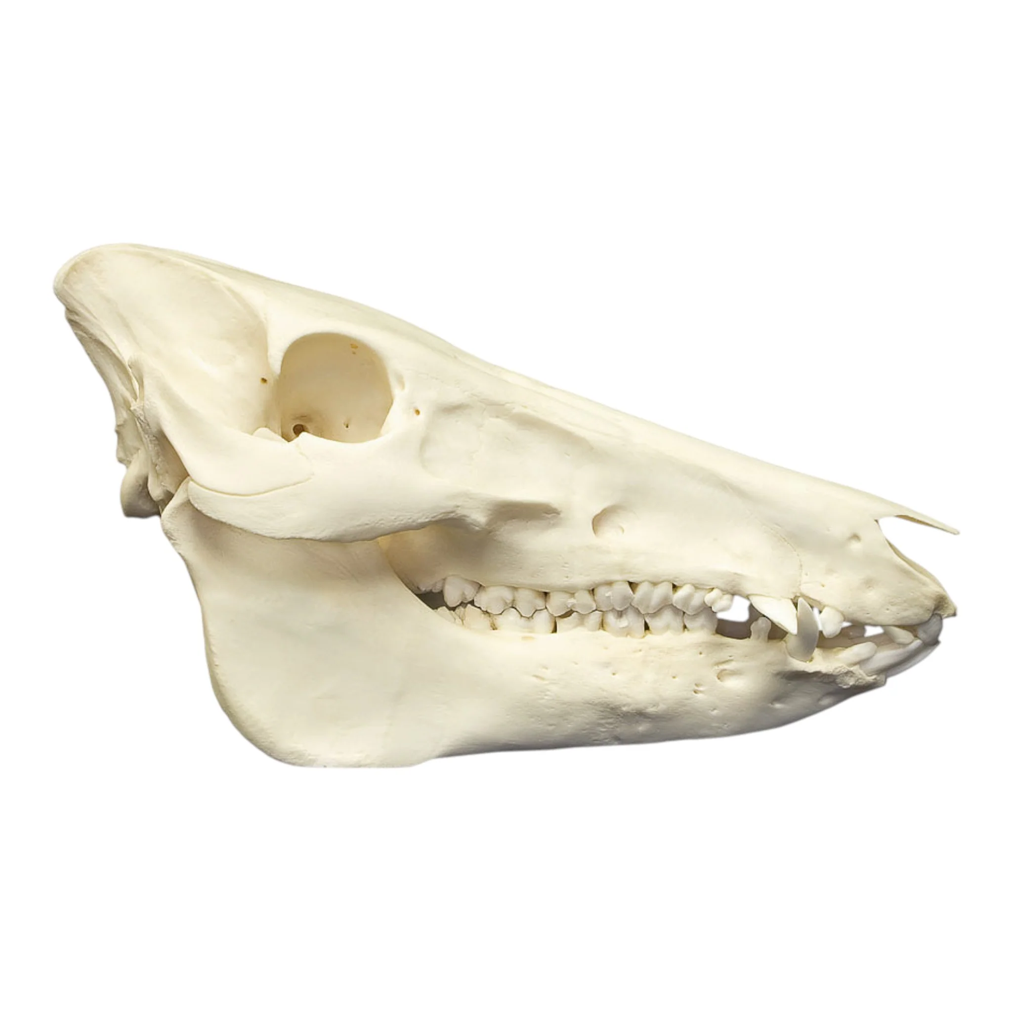 Real Domestic Pig Skull - Image 2