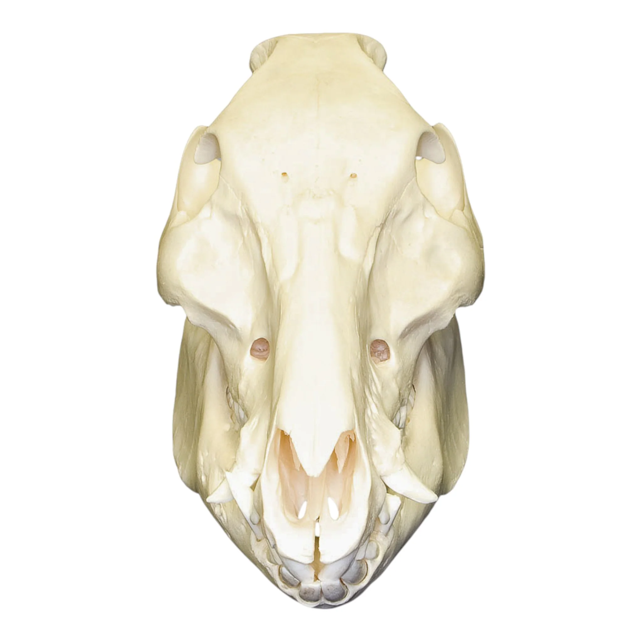 Real Domestic Pig Skull - Image 3