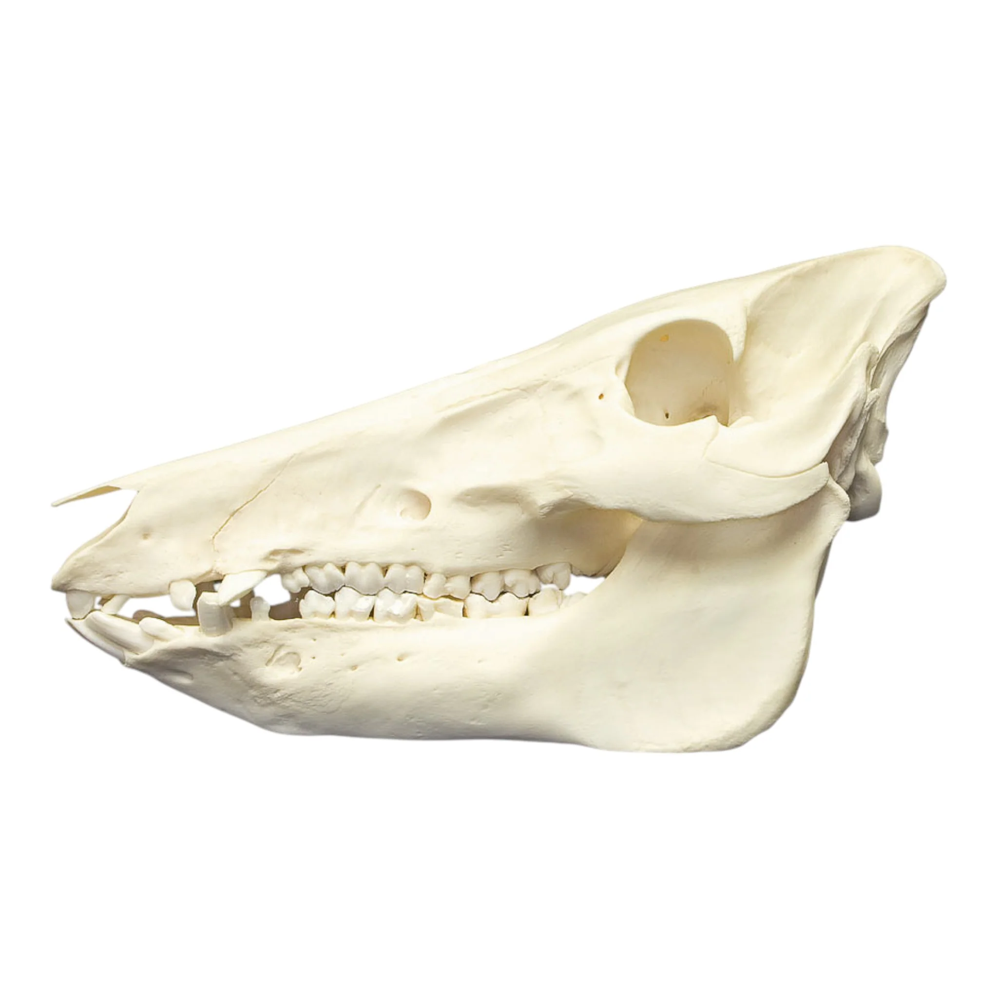 Real Domestic Pig Skull - Image 4