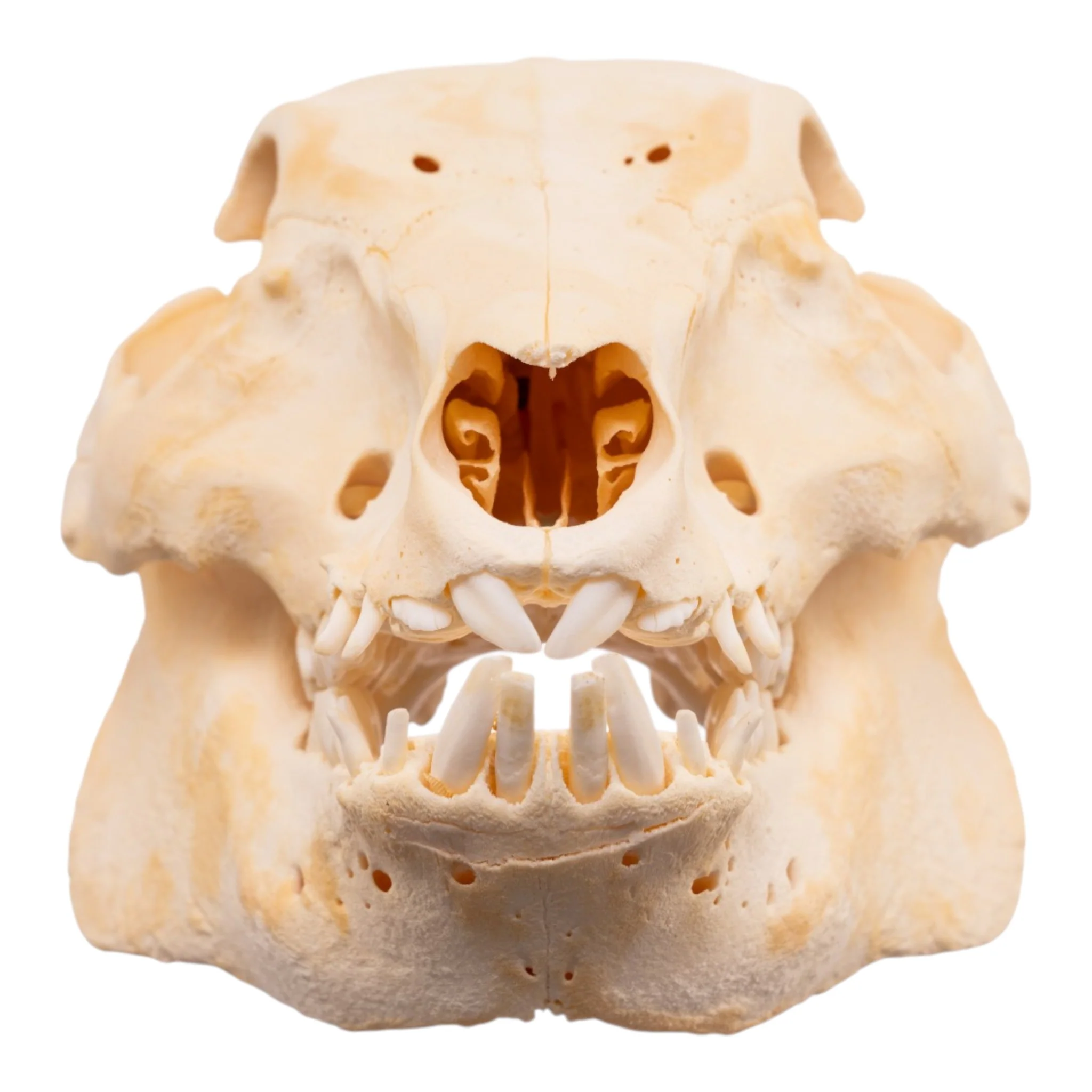 Real Domestic Pig Skull - Image 7