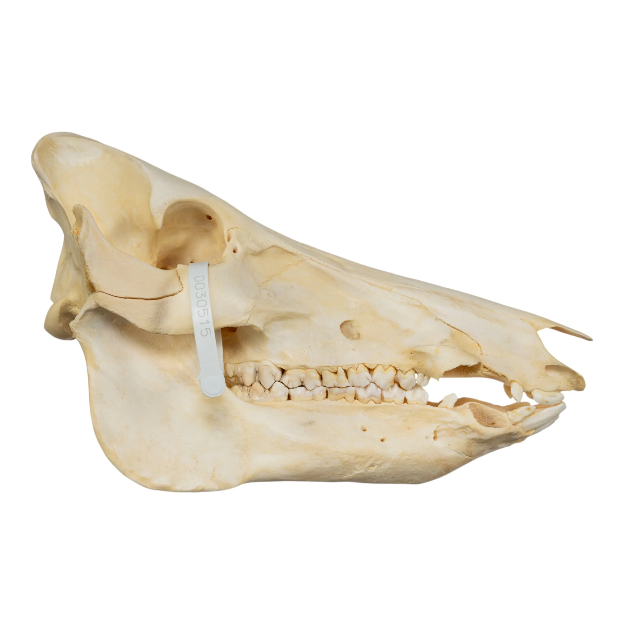 Real Domestic Pig Skull - No Tusks - Image 2