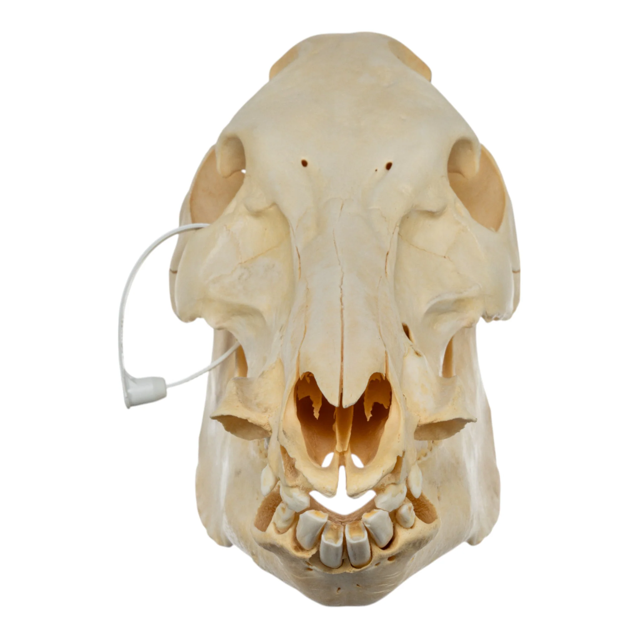 Real Domestic Pig Skull - No Tusks - Image 3