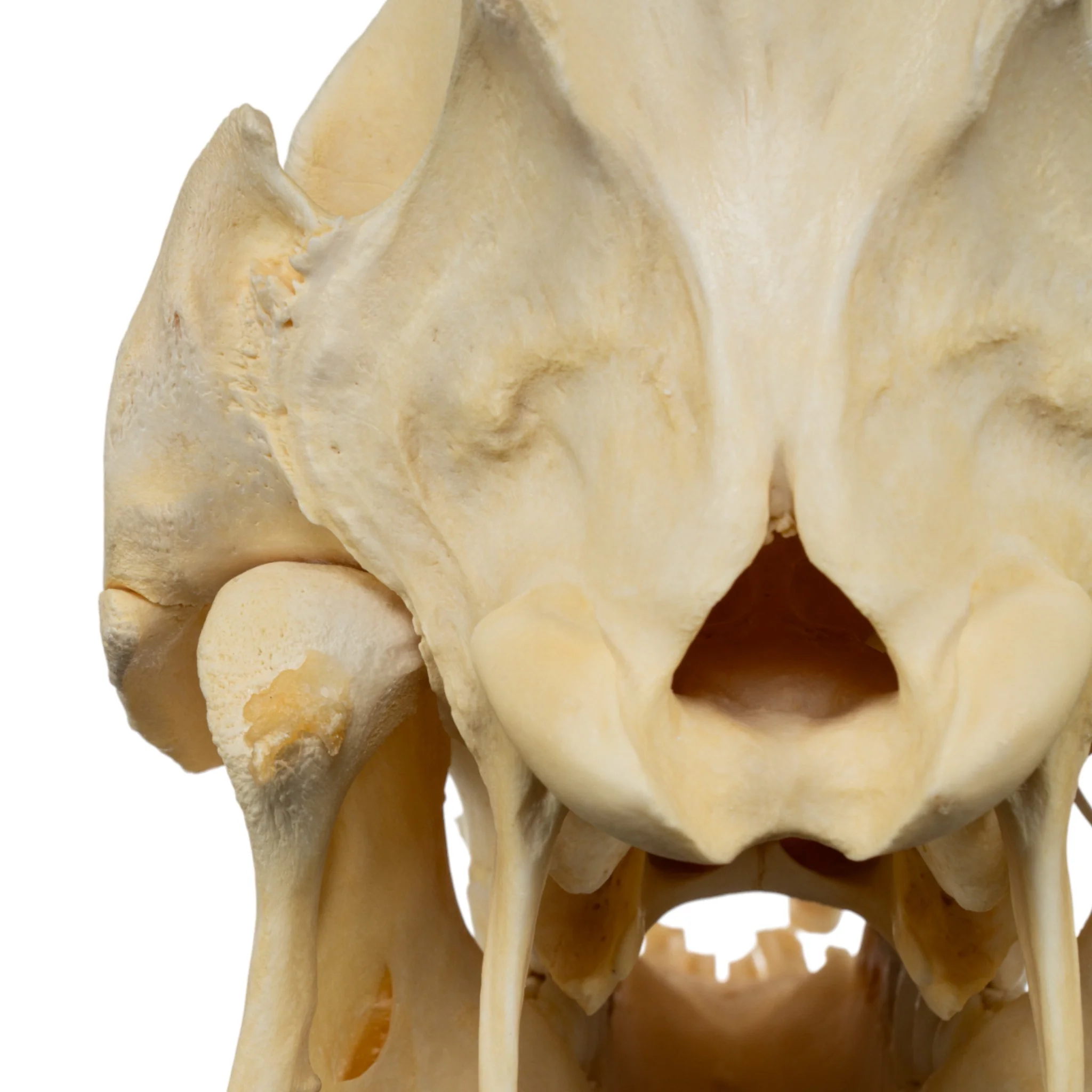 Real Domestic Pig Skull - No Tusks - Image 6