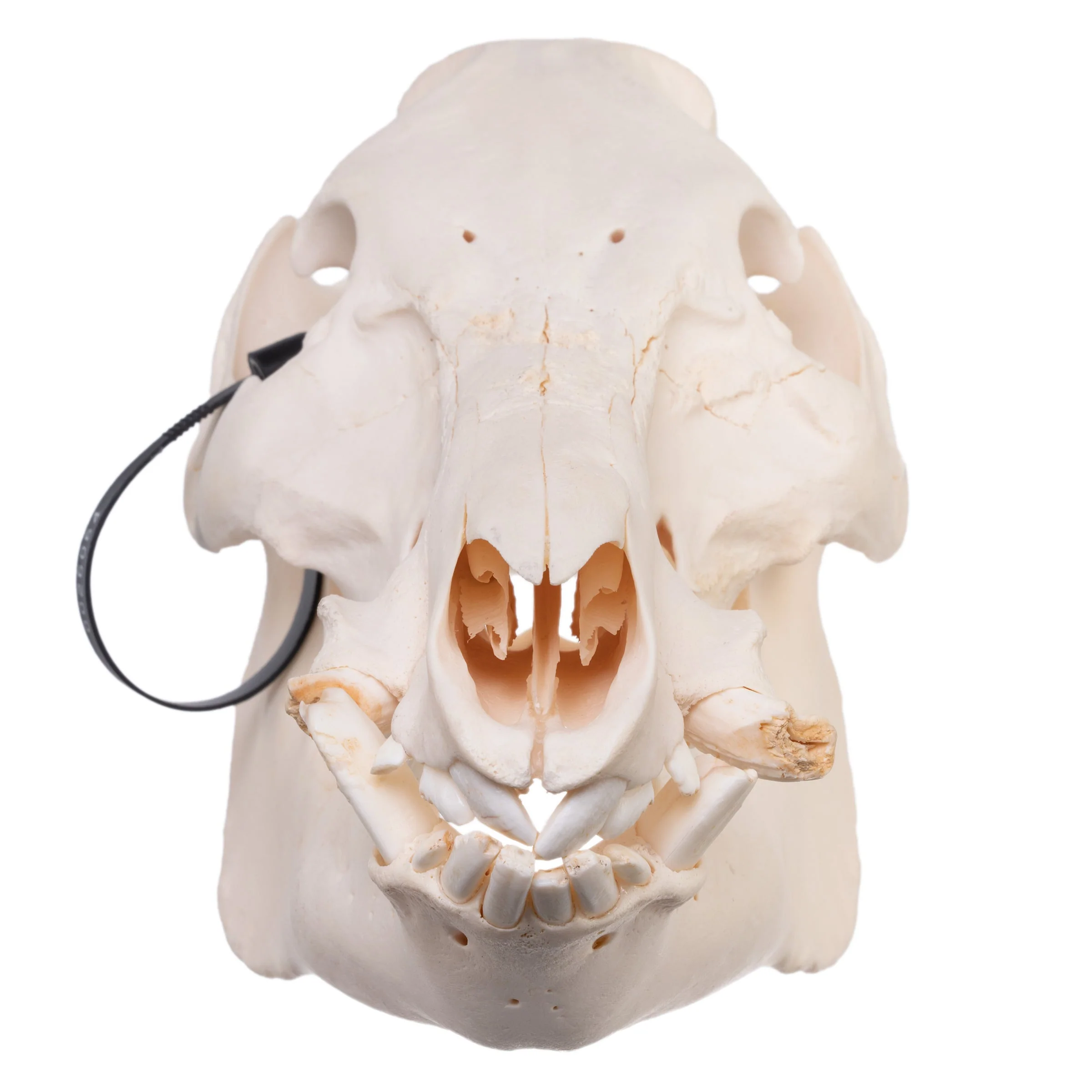 Real Domestic Pig Skull - Pathology - Image 3