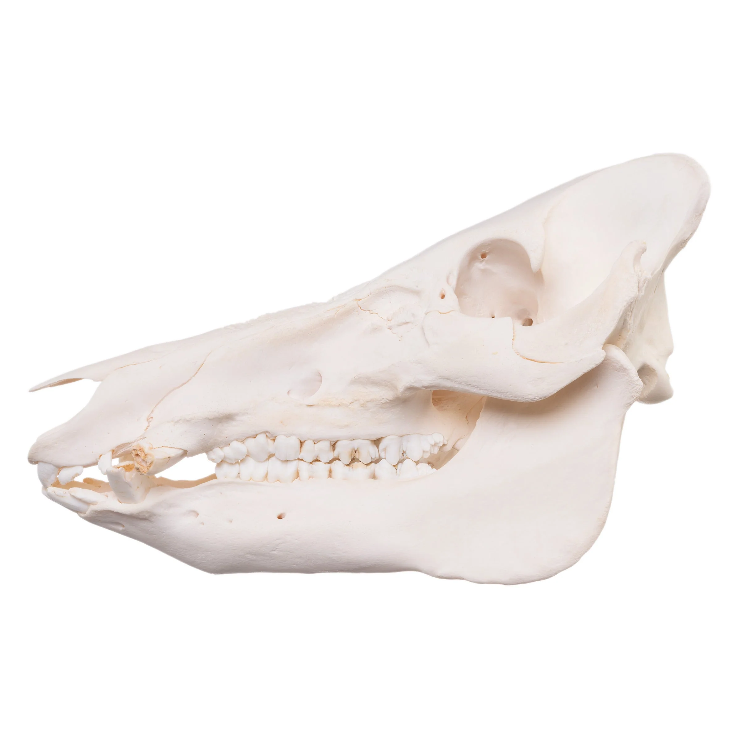 Real Domestic Pig Skull - Pathology - Image 4