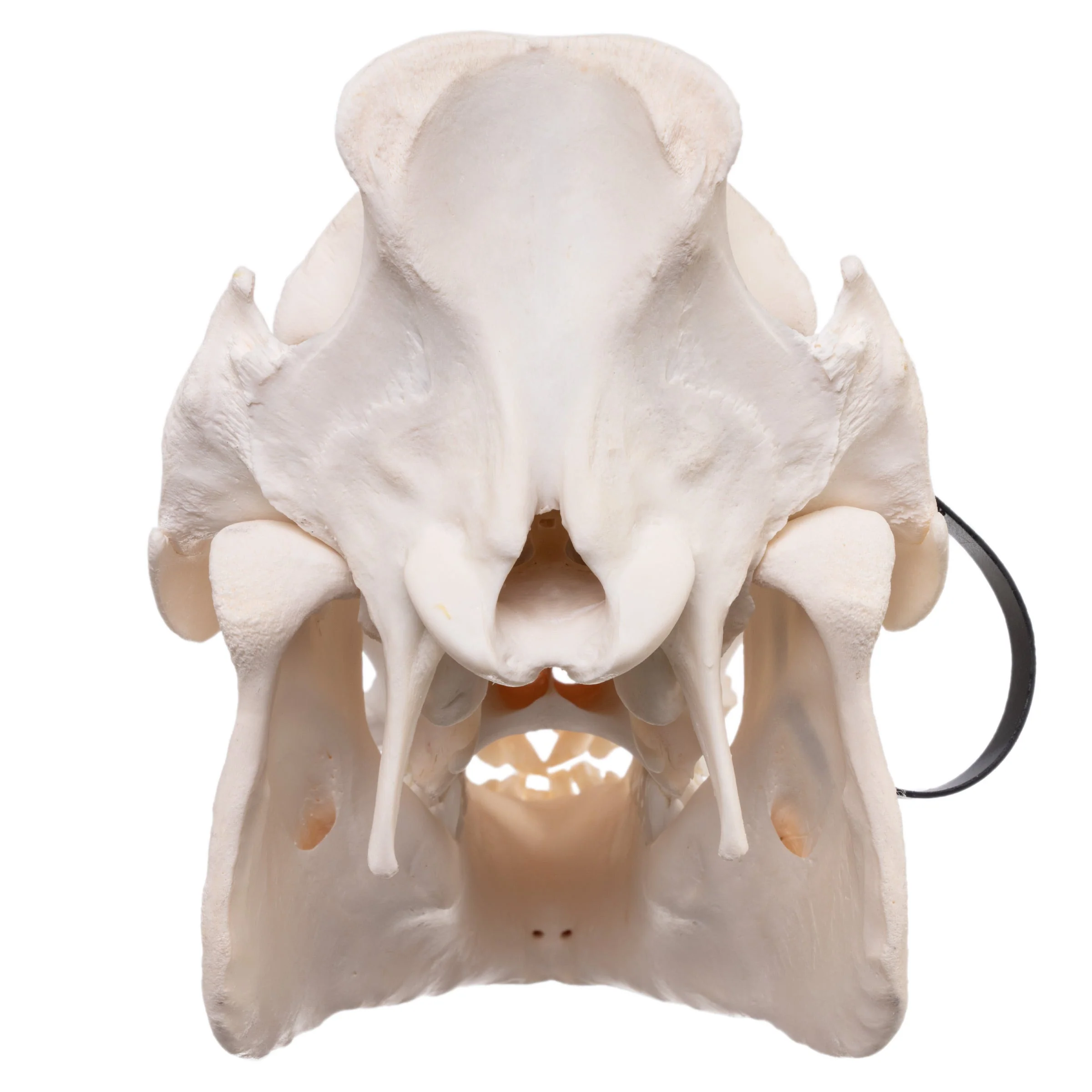 Real Domestic Pig Skull - Pathology - Image 5