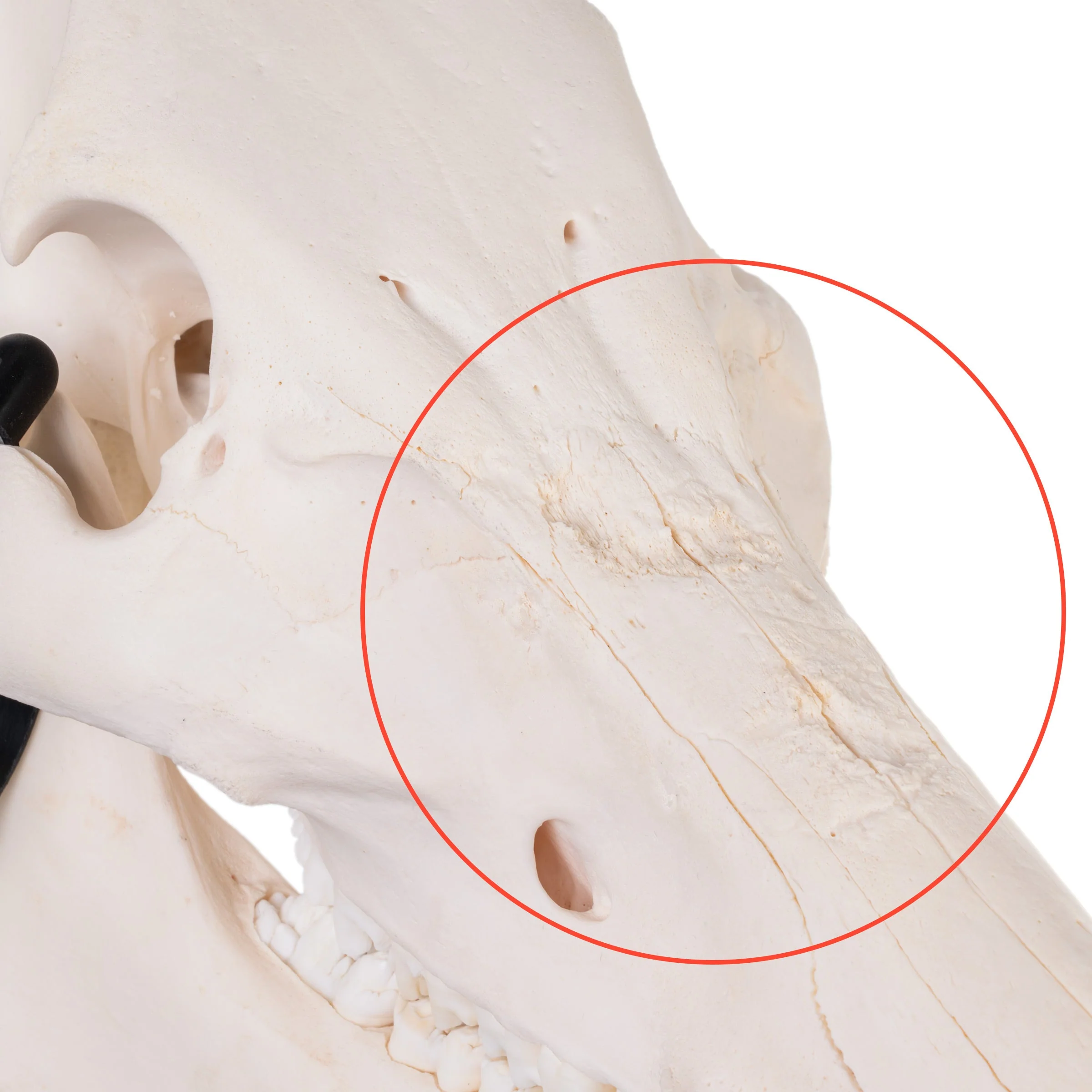 Real Domestic Pig Skull - Pathology - Image 6
