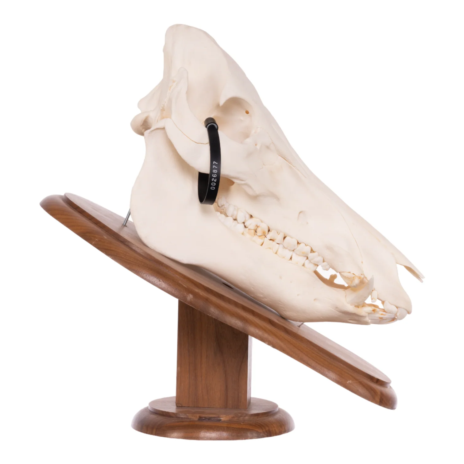 Real Domestic Pig Skull On Plaque - Image 2