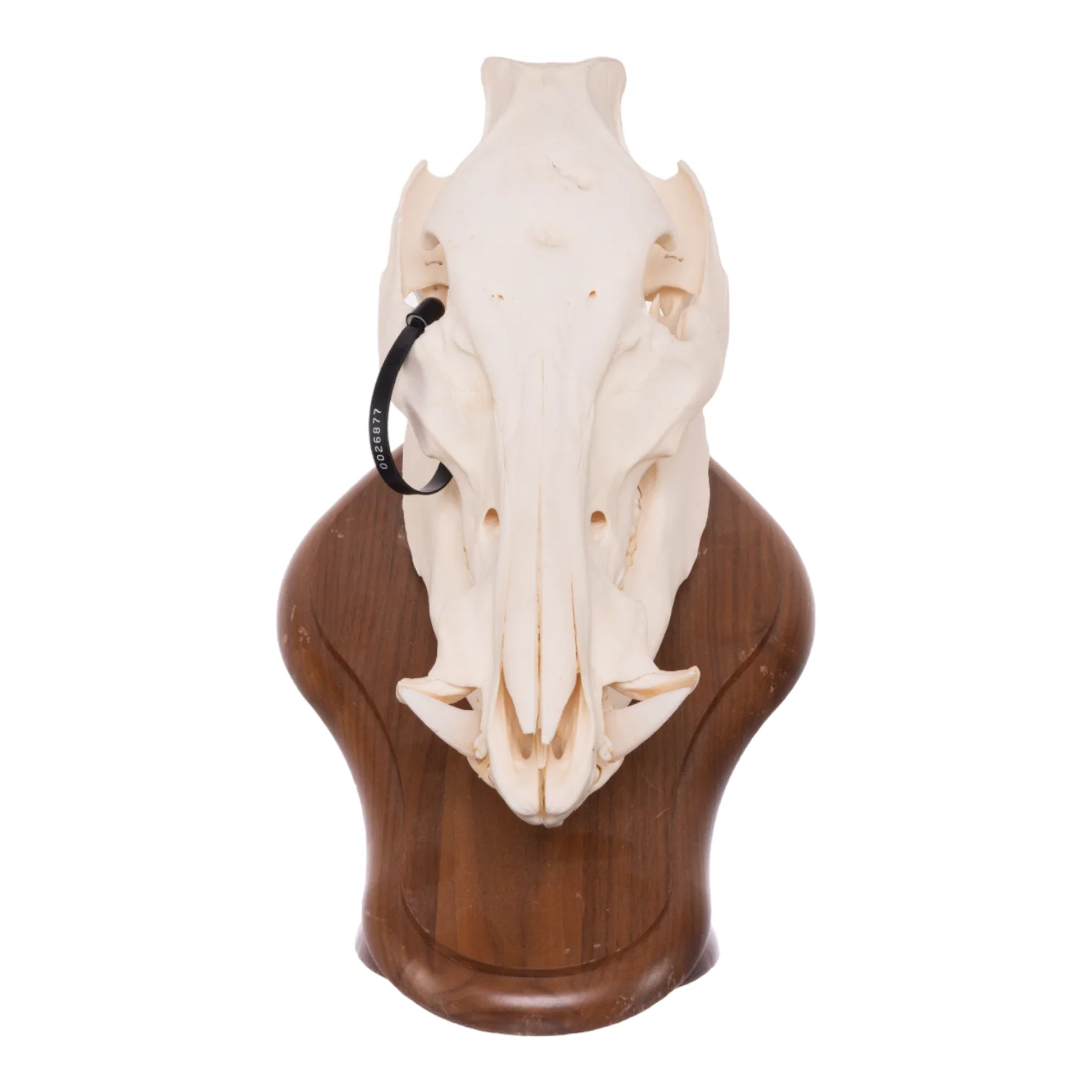 Real Domestic Pig Skull On Plaque - Image 3