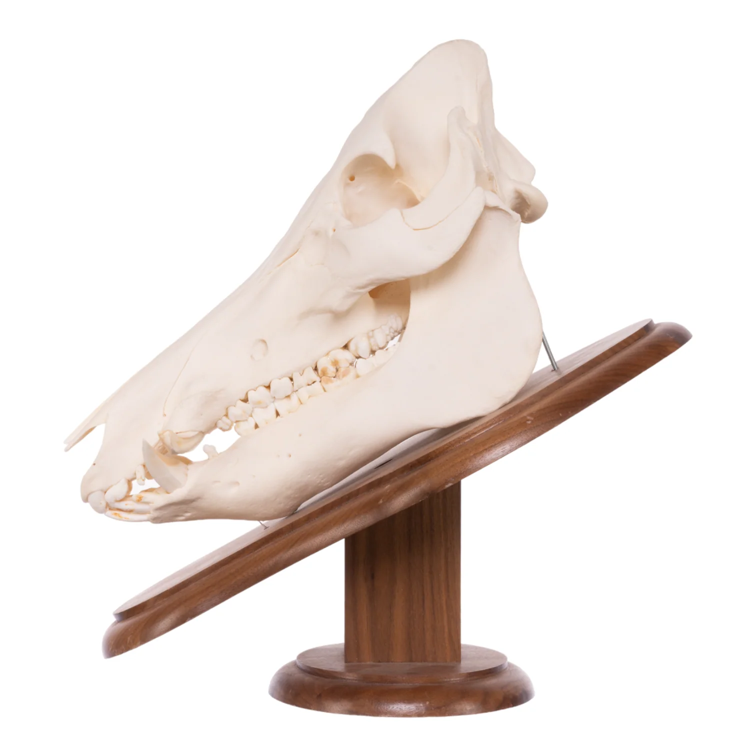 Real Domestic Pig Skull On Plaque - Image 4