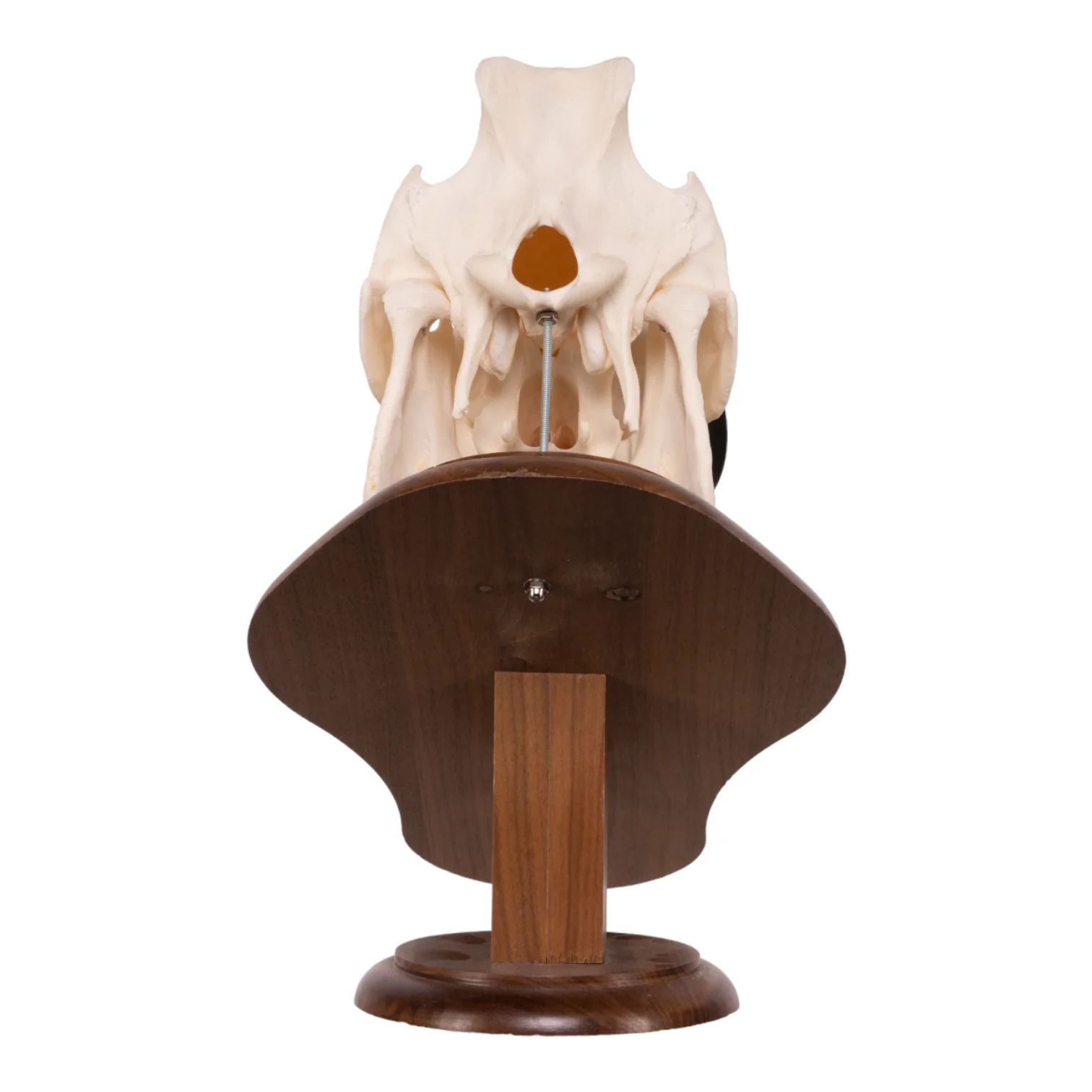 Real Domestic Pig Skull On Plaque - Image 5