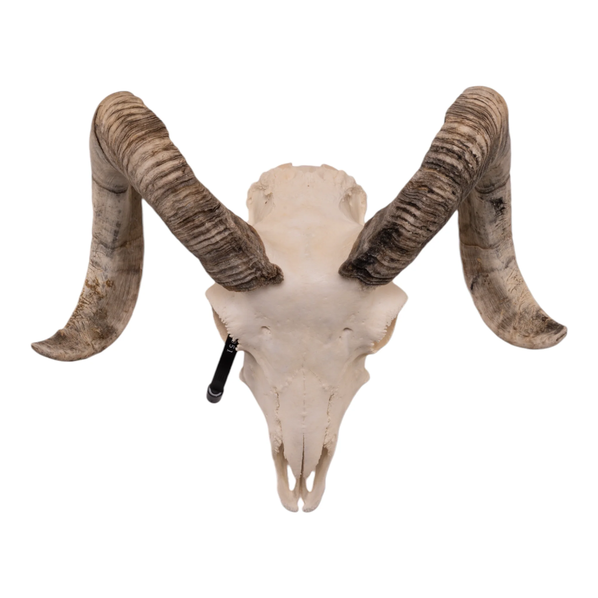 Real Domestic Ram Skull - Small - Image 2