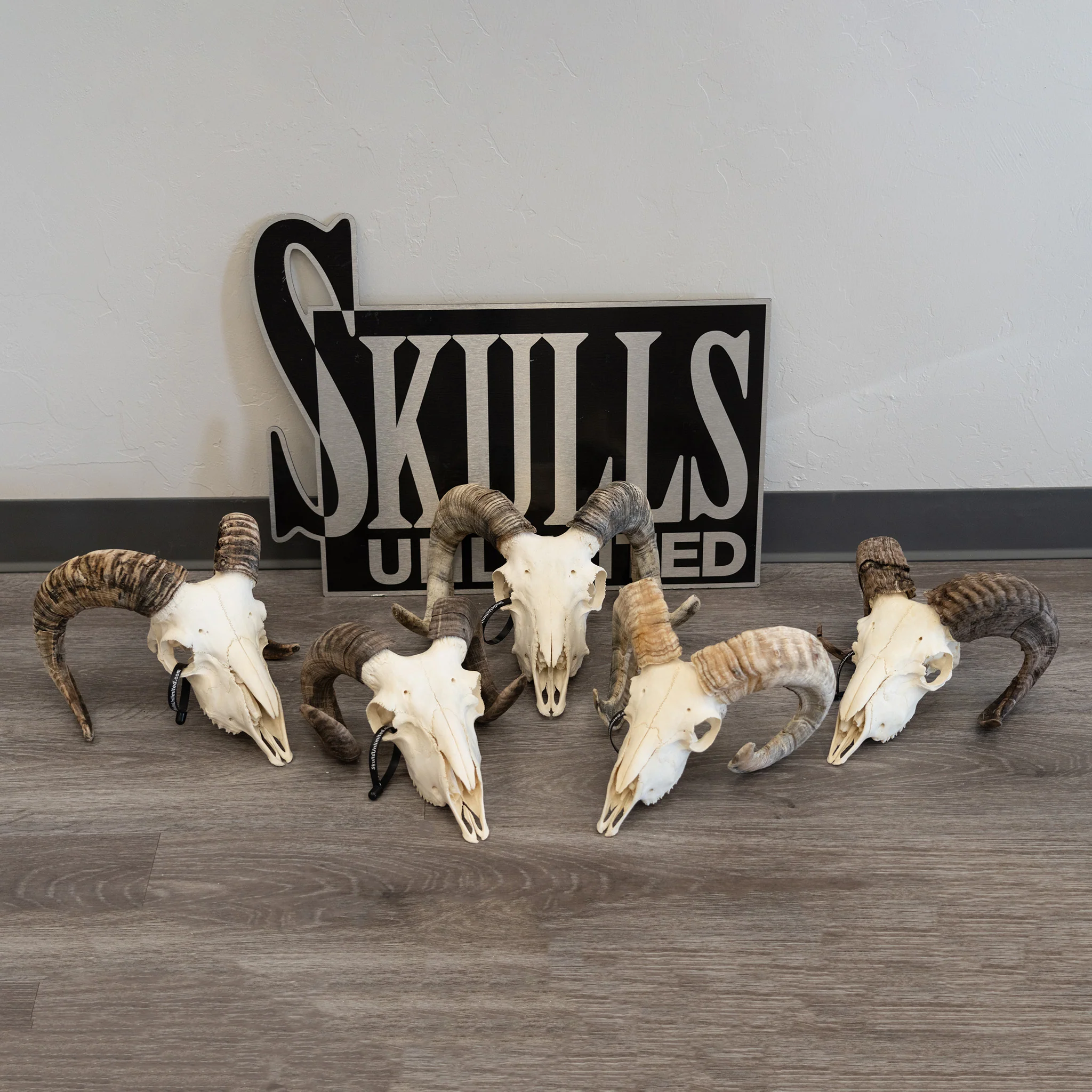 Real Domestic Ram Skull - Small - Image 6