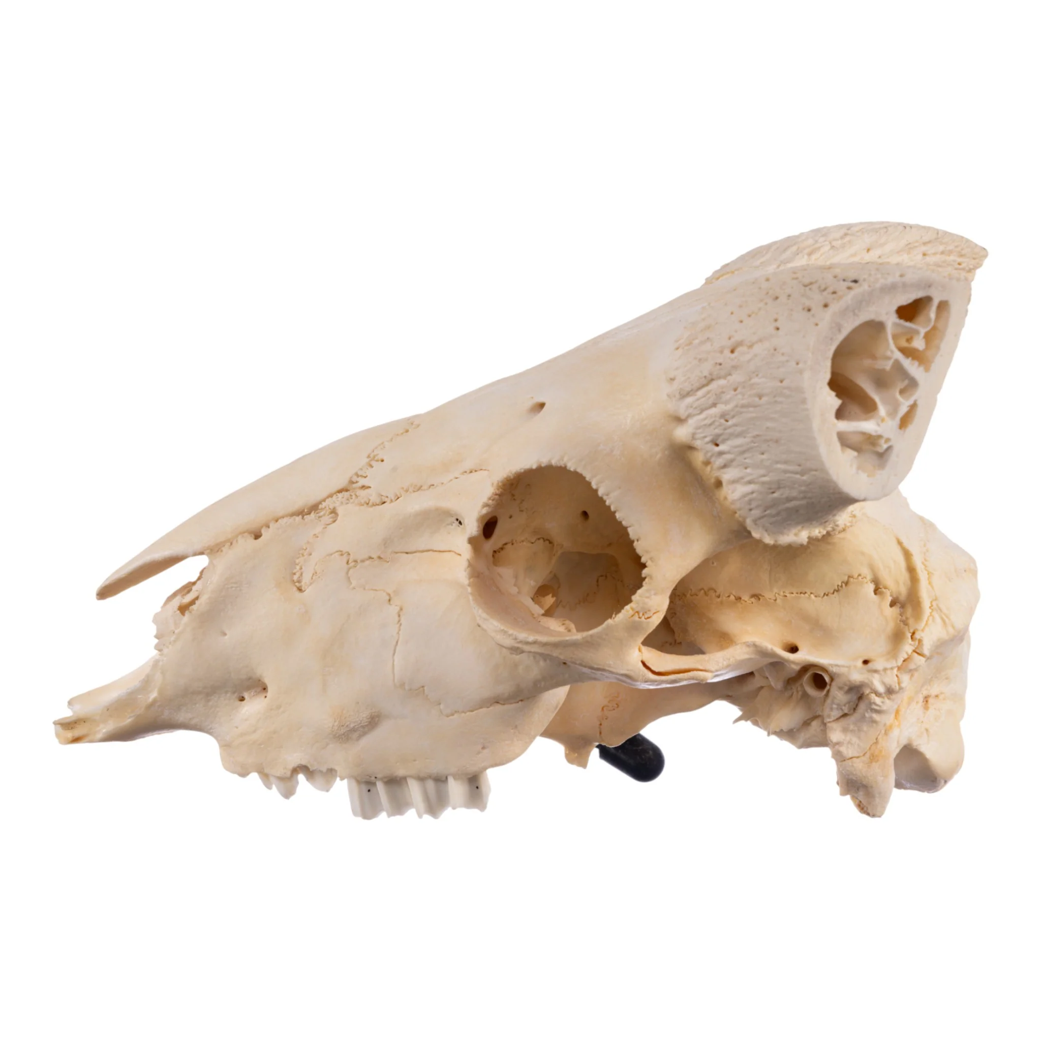Real Domestic Ram Skull - Image 4