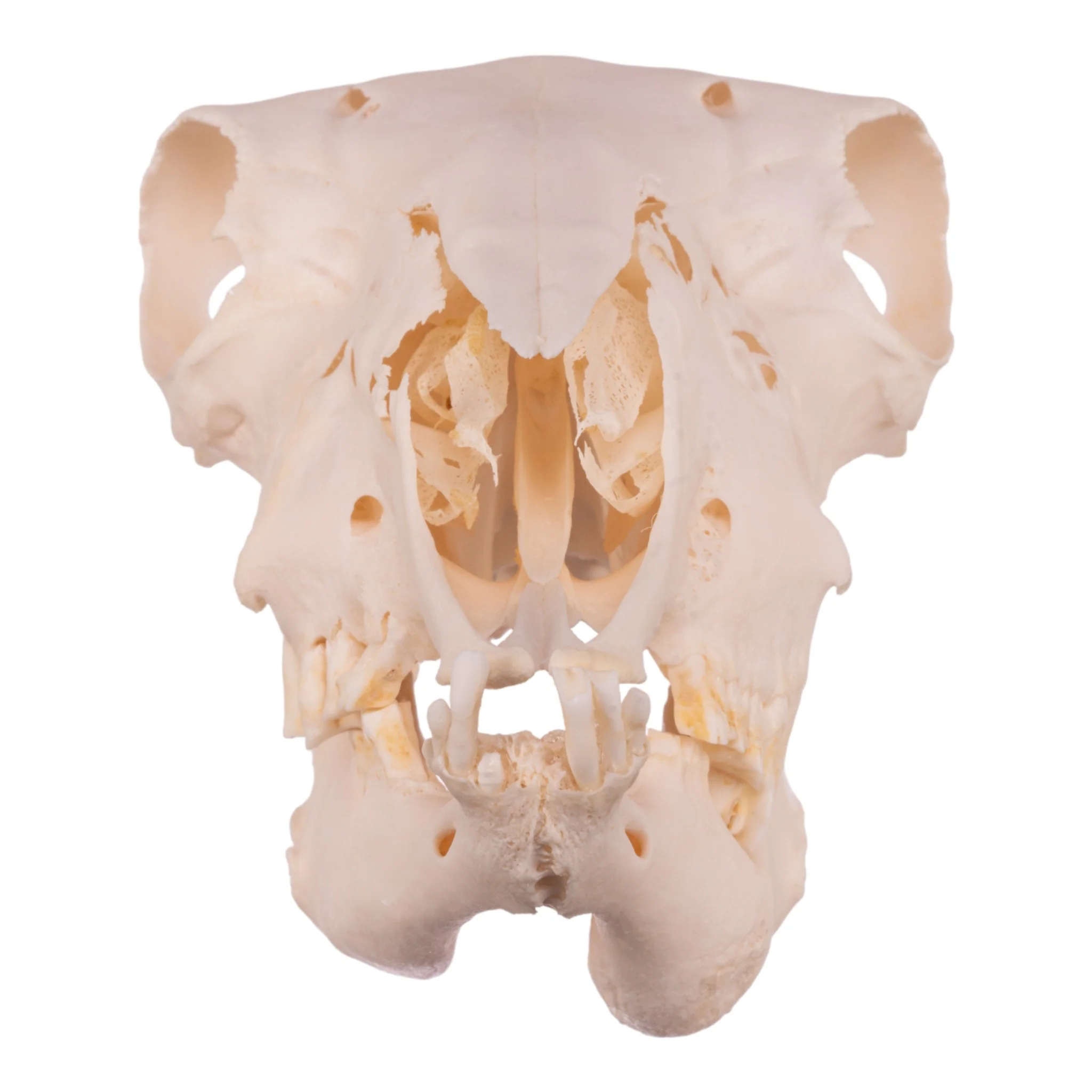 Real Domestic Sheep Skull - Pathology - Image 3