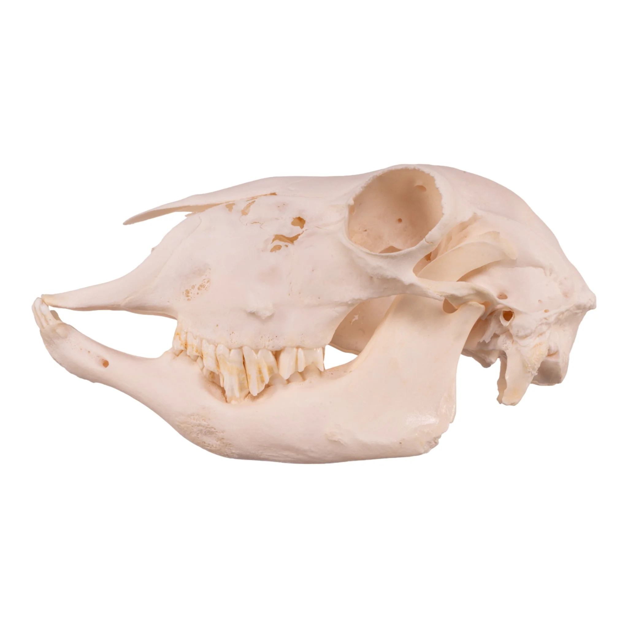 Real Domestic Sheep Skull - Pathology - Image 4