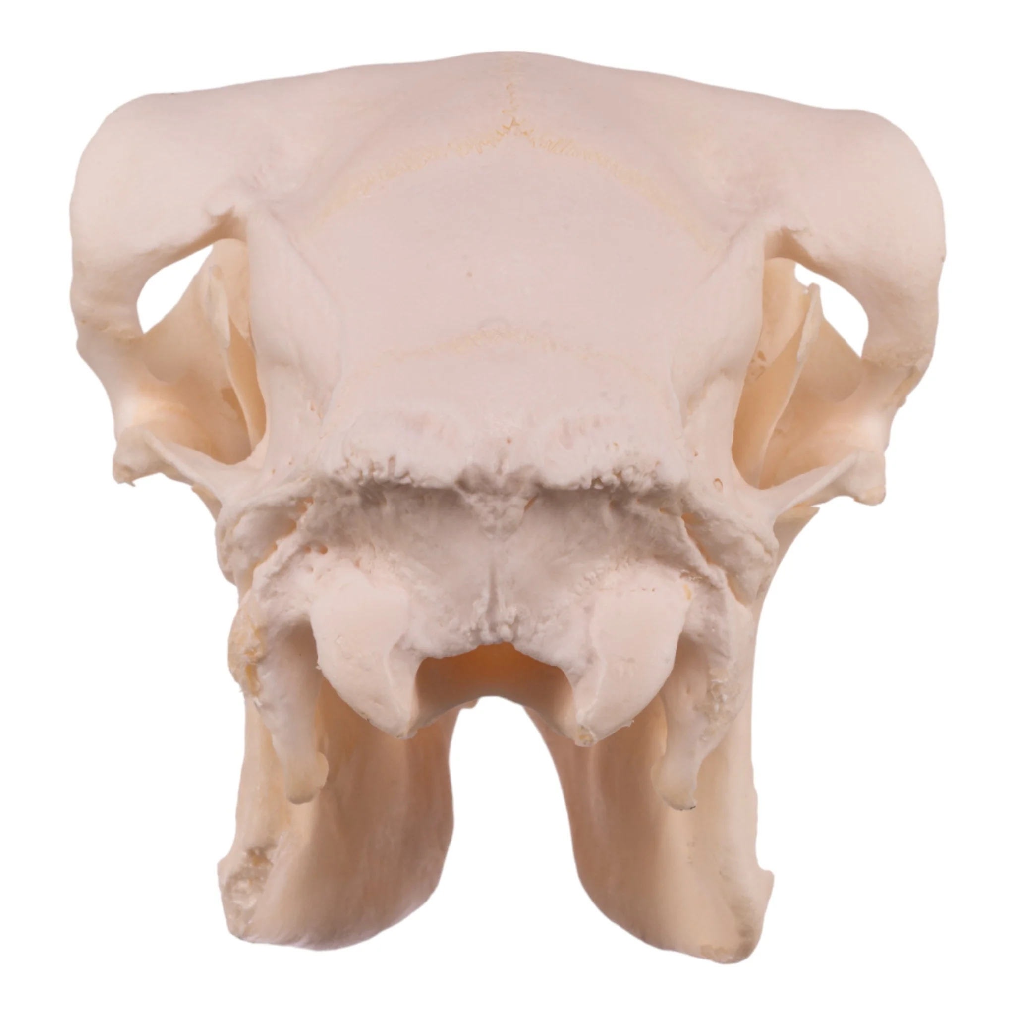 Real Domestic Sheep Skull - Pathology - Image 5