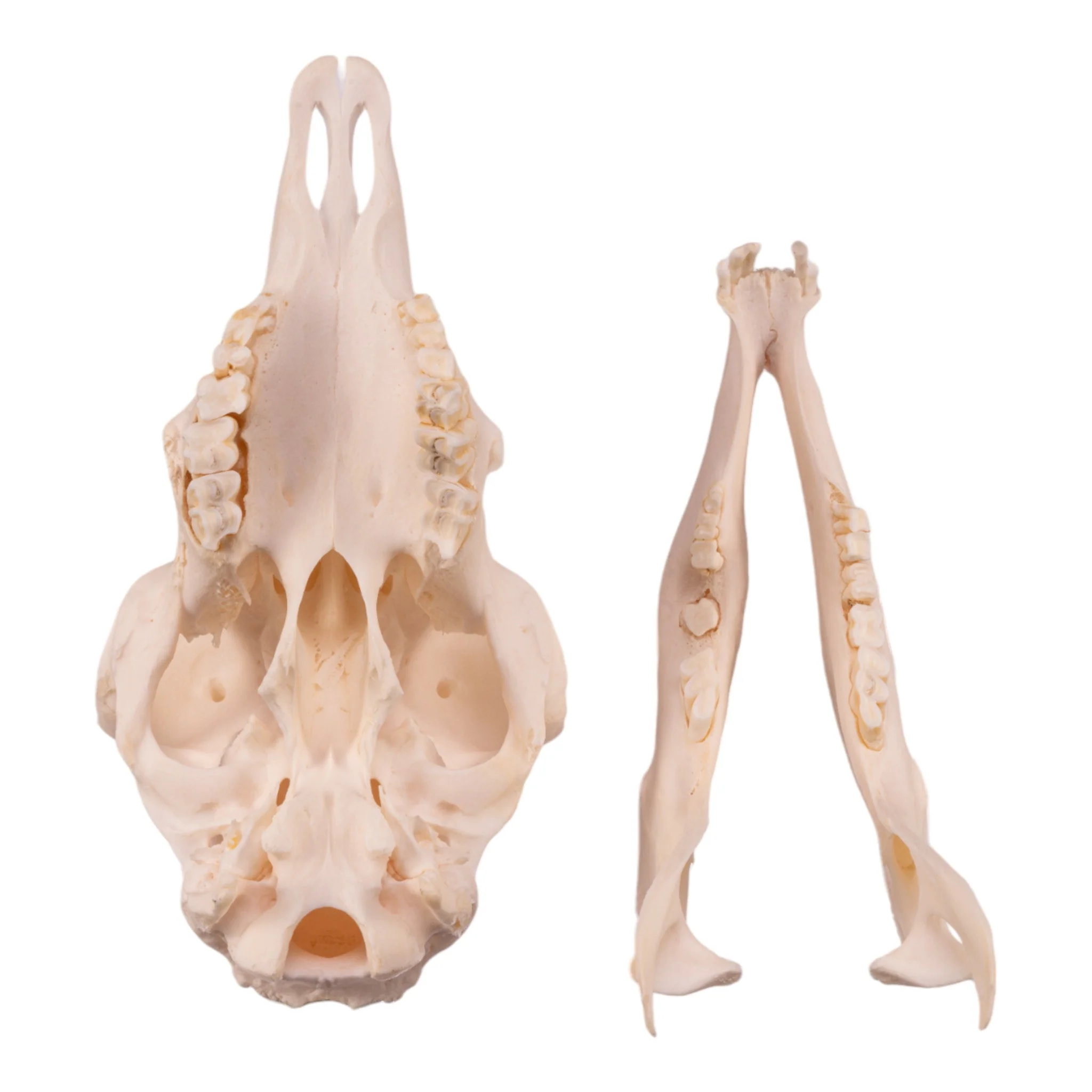 Real Domestic Sheep Skull - Pathology - Image 6