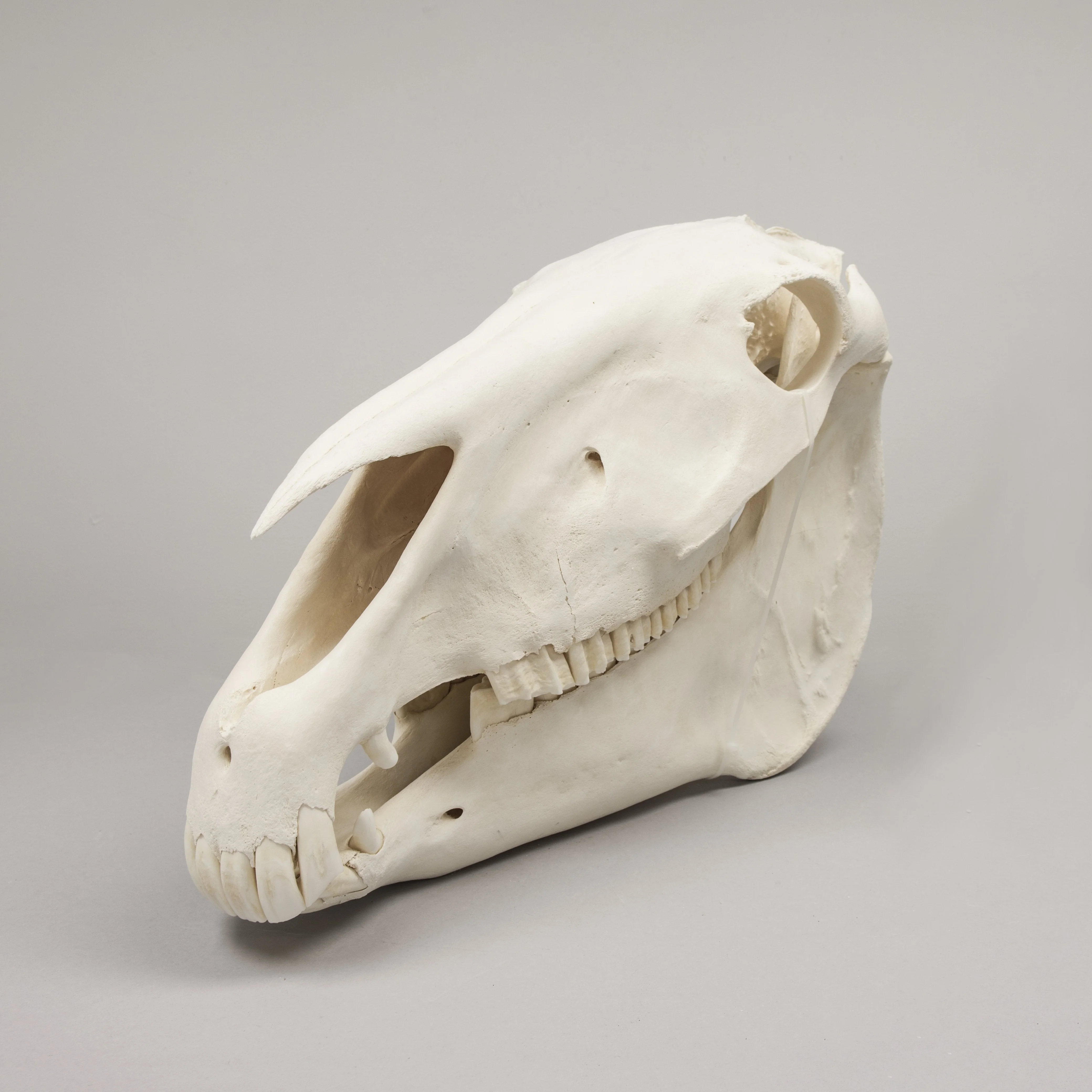Real Draft Horse Skeleton - Disarticulated - Image 2
