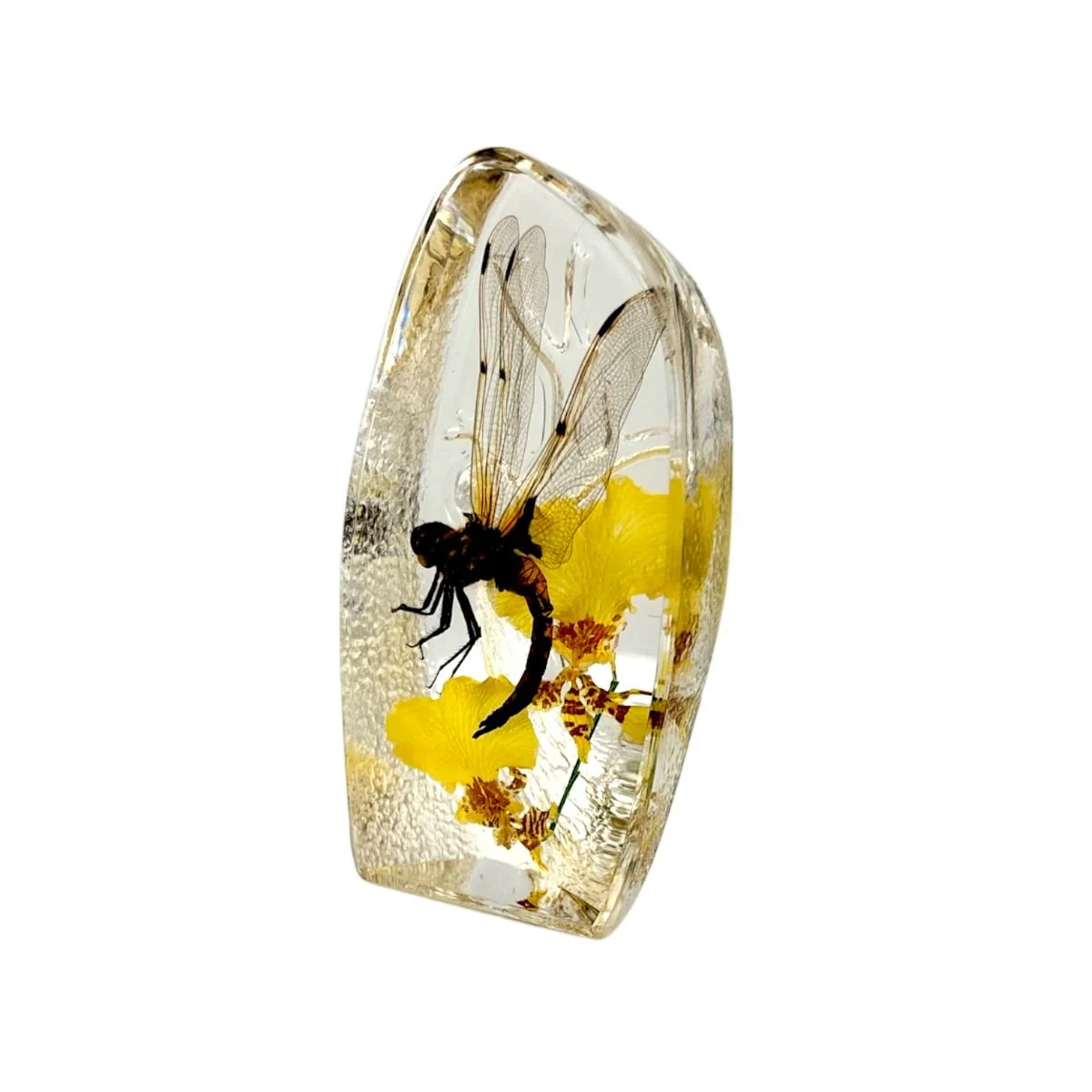 Real Dragonfly Paperweight - Image 3