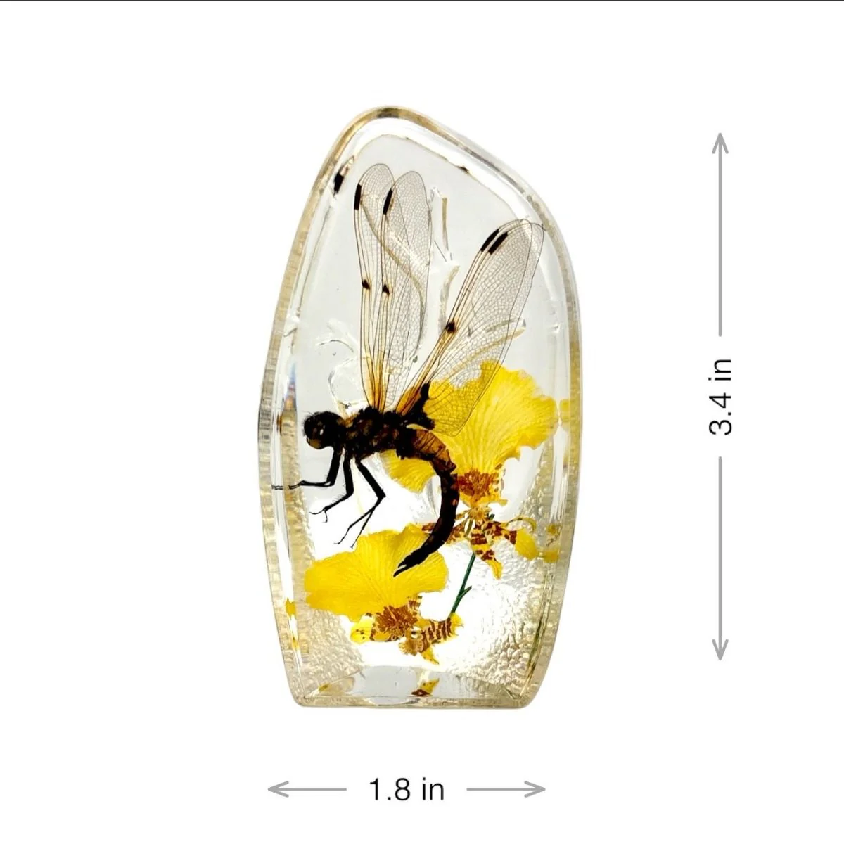 Real Dragonfly Paperweight - Image 5