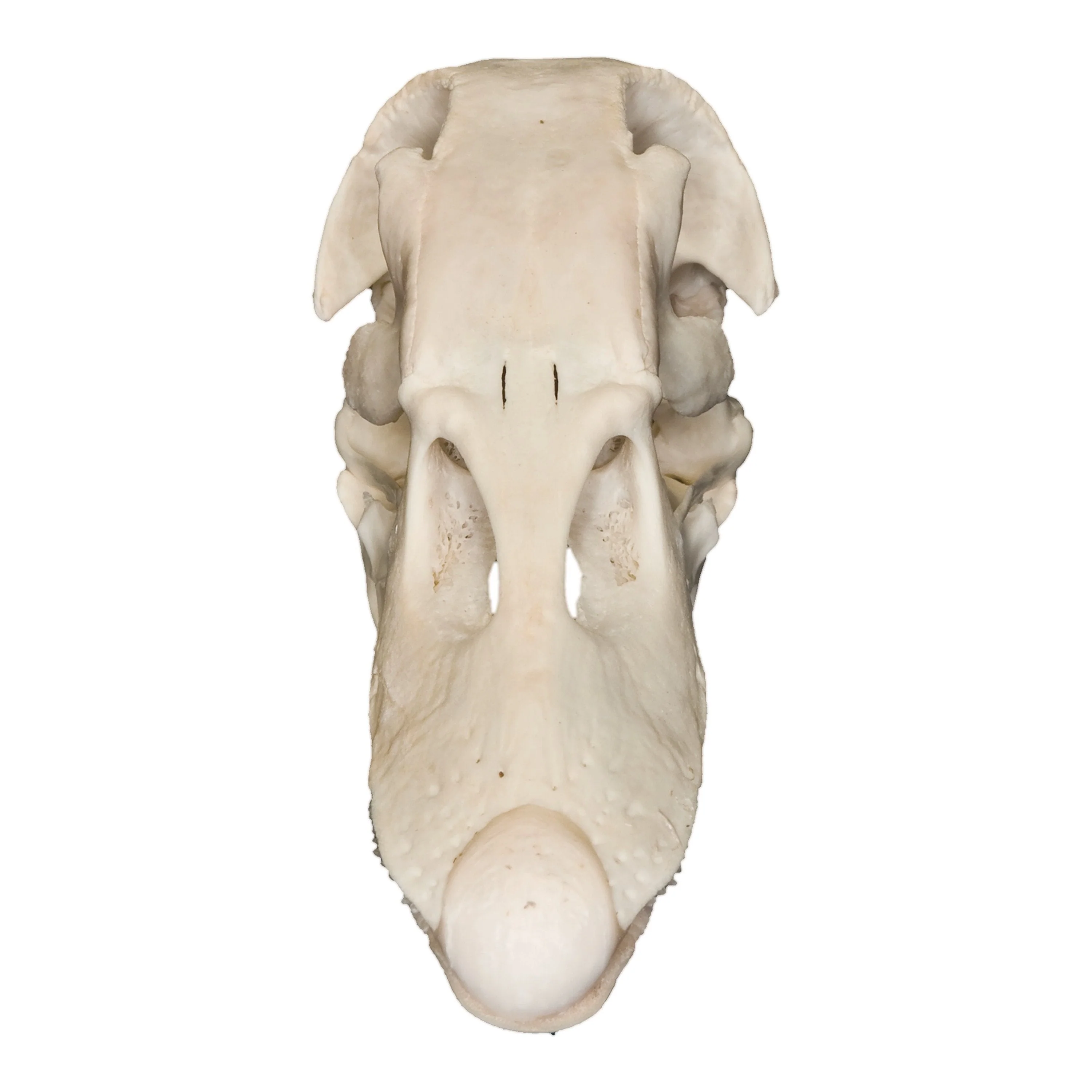 Real Domestic Duck Skull - Image 3